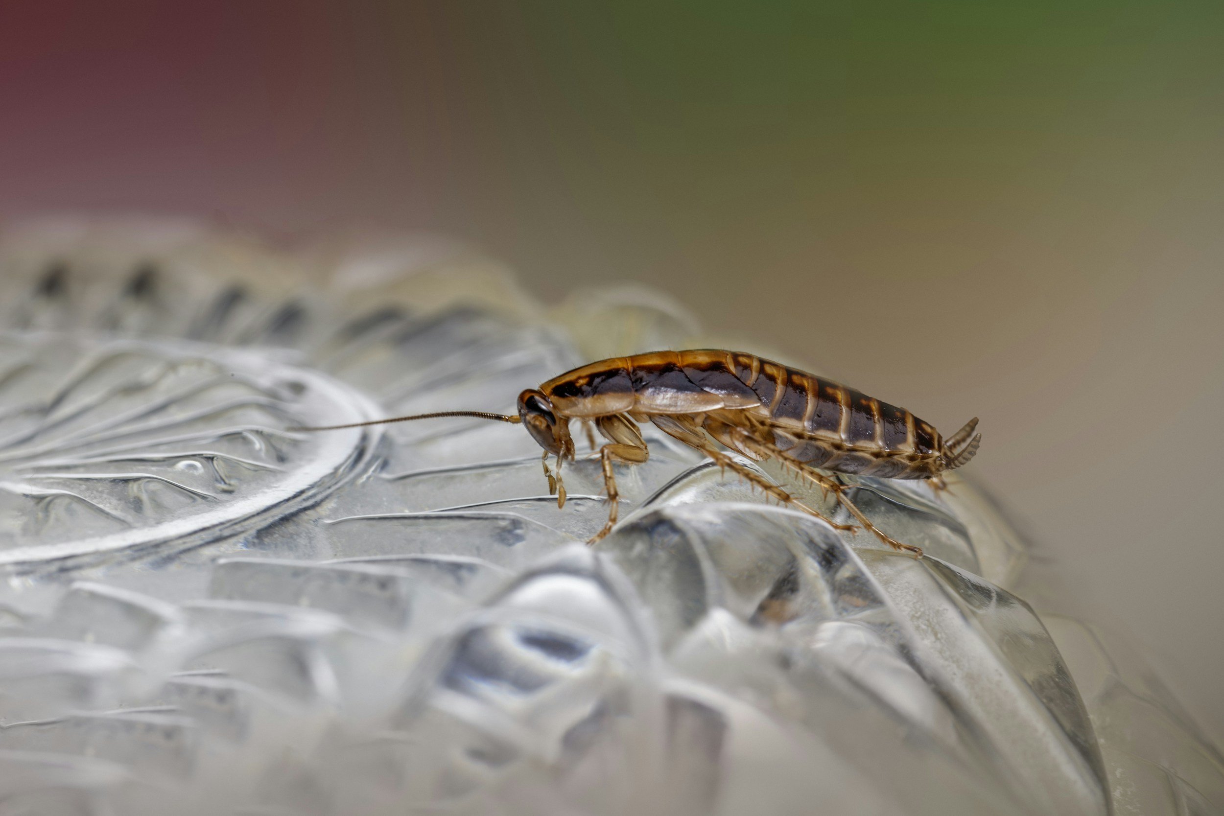 COCKROACHES