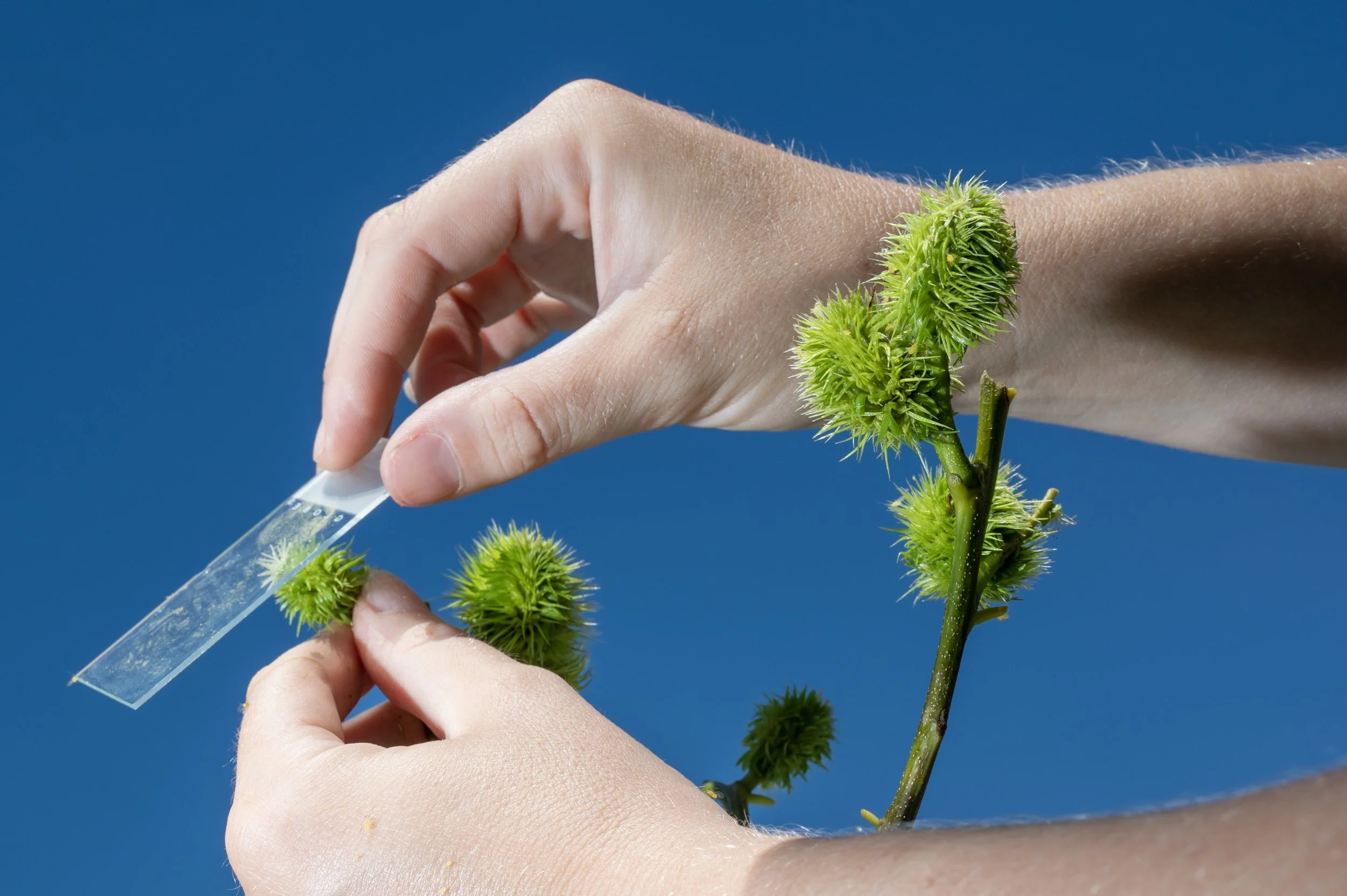 Hannah Pilkey, plant production manager, hand pollinates American Chestnut trees with Darling 54 transgenic tree pollen on July 17, 2026. Over about two weeks in the summer, researchers hand pollinate thousands of blooms, wiping pollen samples of Dar