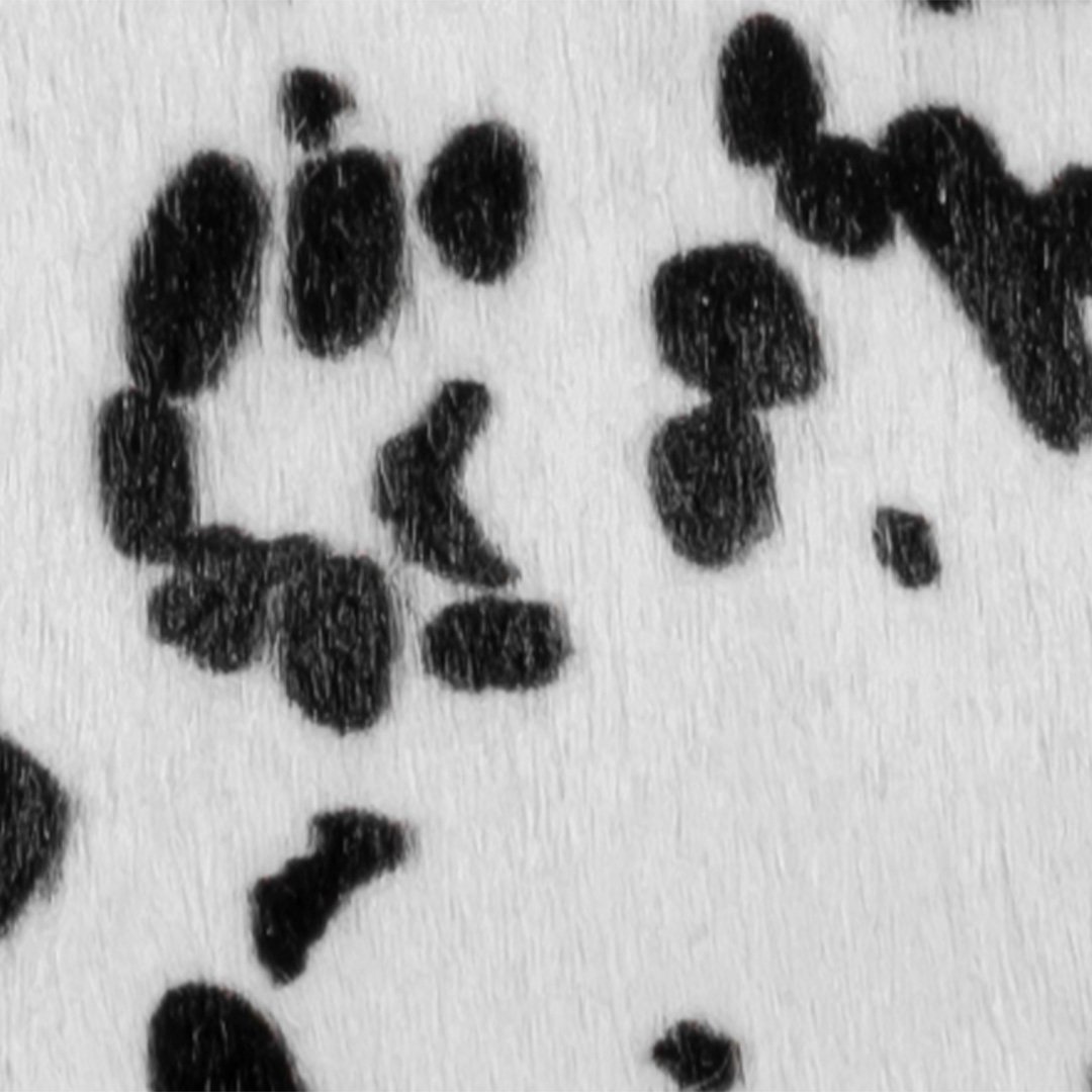 Legacy Clutch - Dalmatian Cavallino