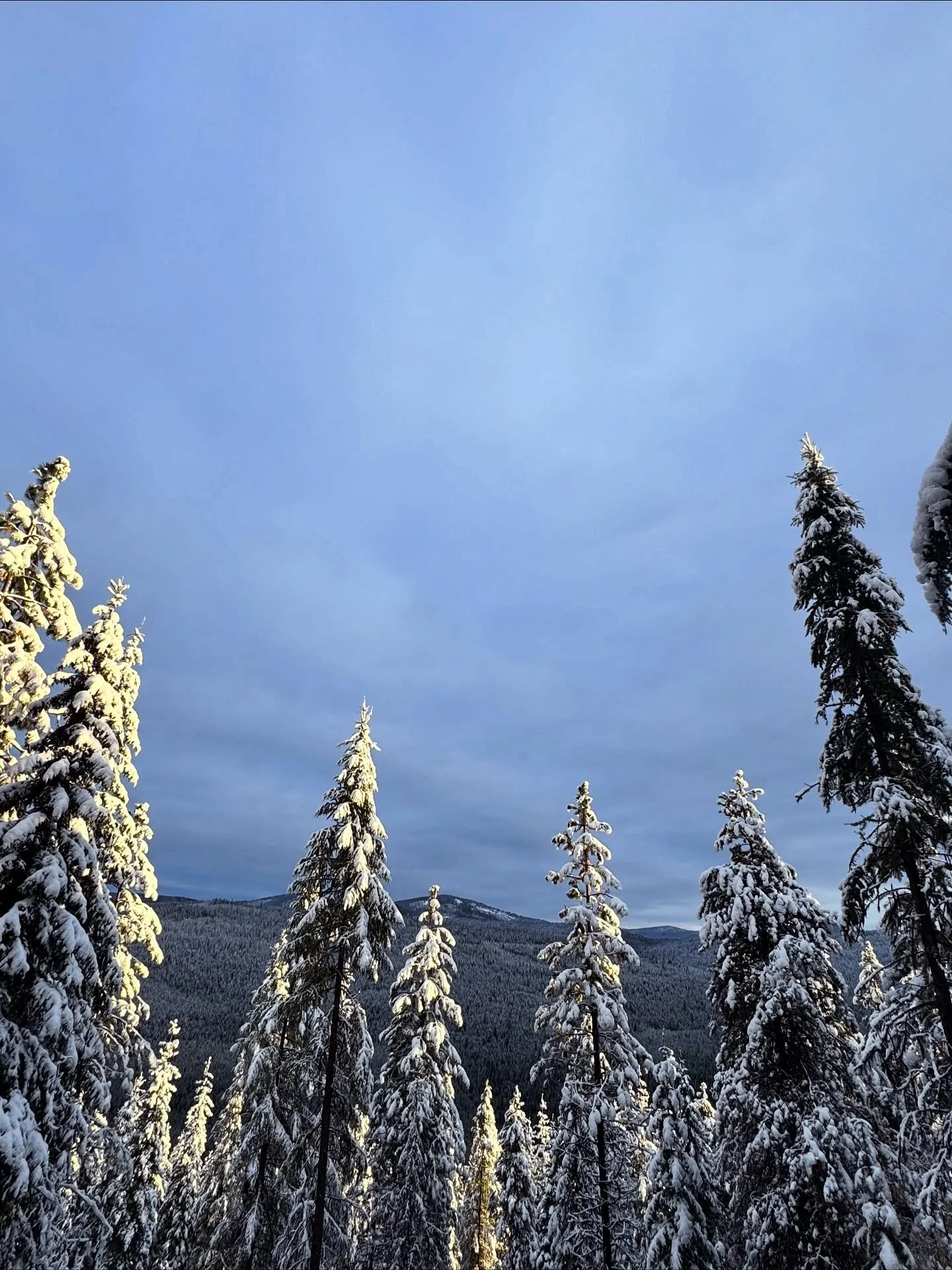 Lately on the mountain. #logger #montana
