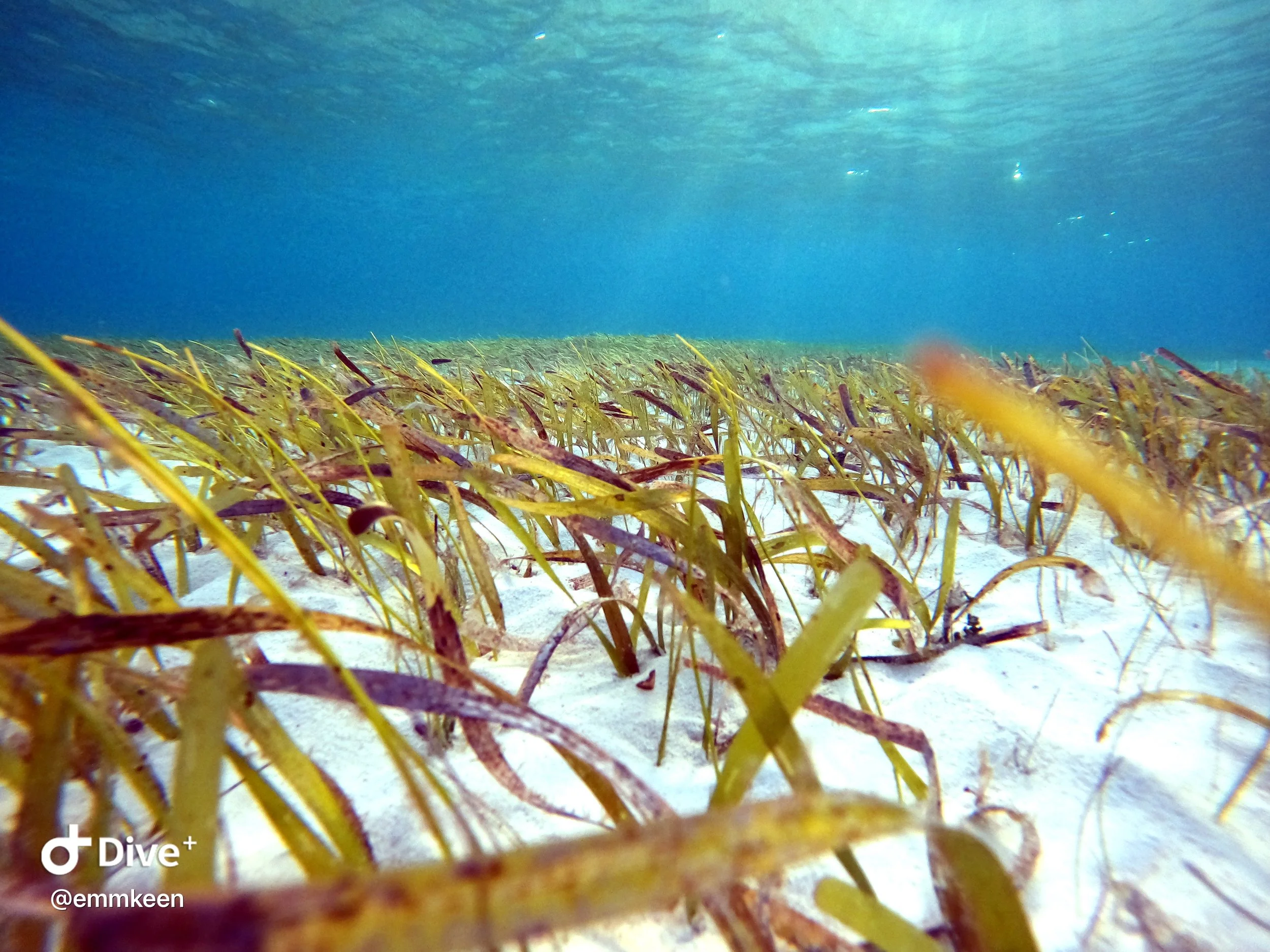Underwater view of a sandy seabed with seagrass and blue water above.