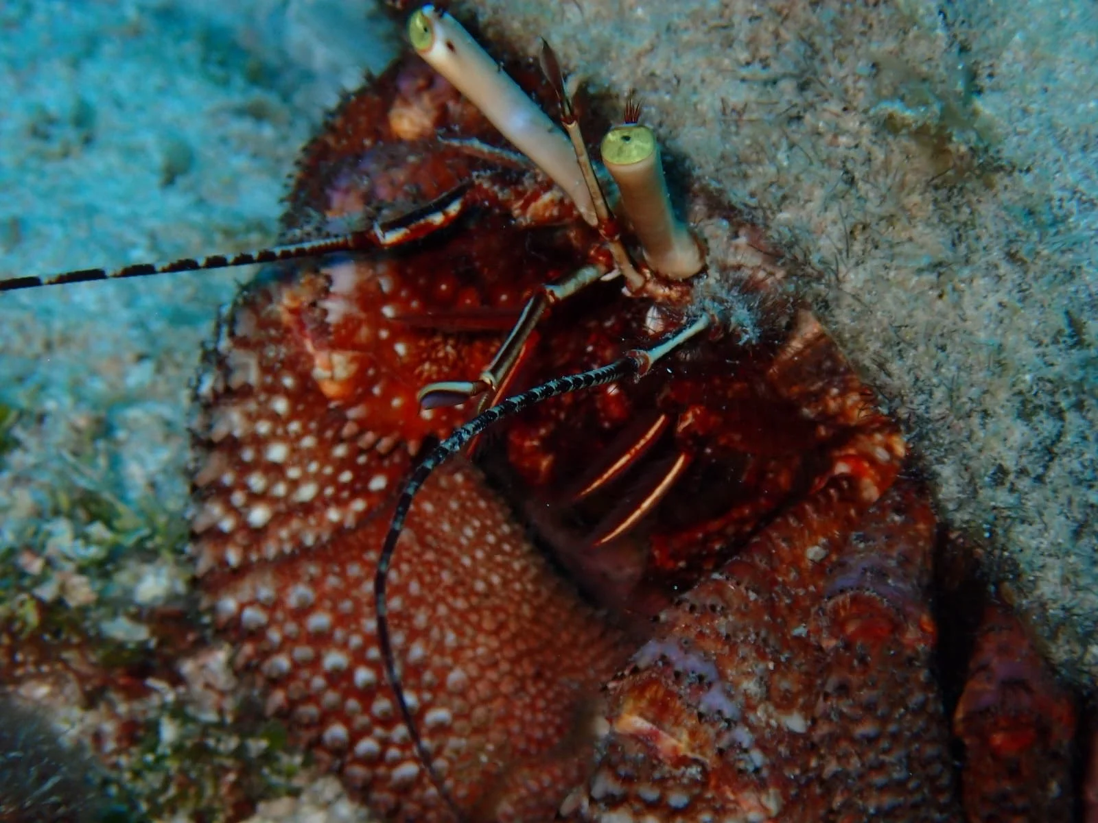 A close-up of a crayfish on the ocean floor, with its claws and antennae visible.