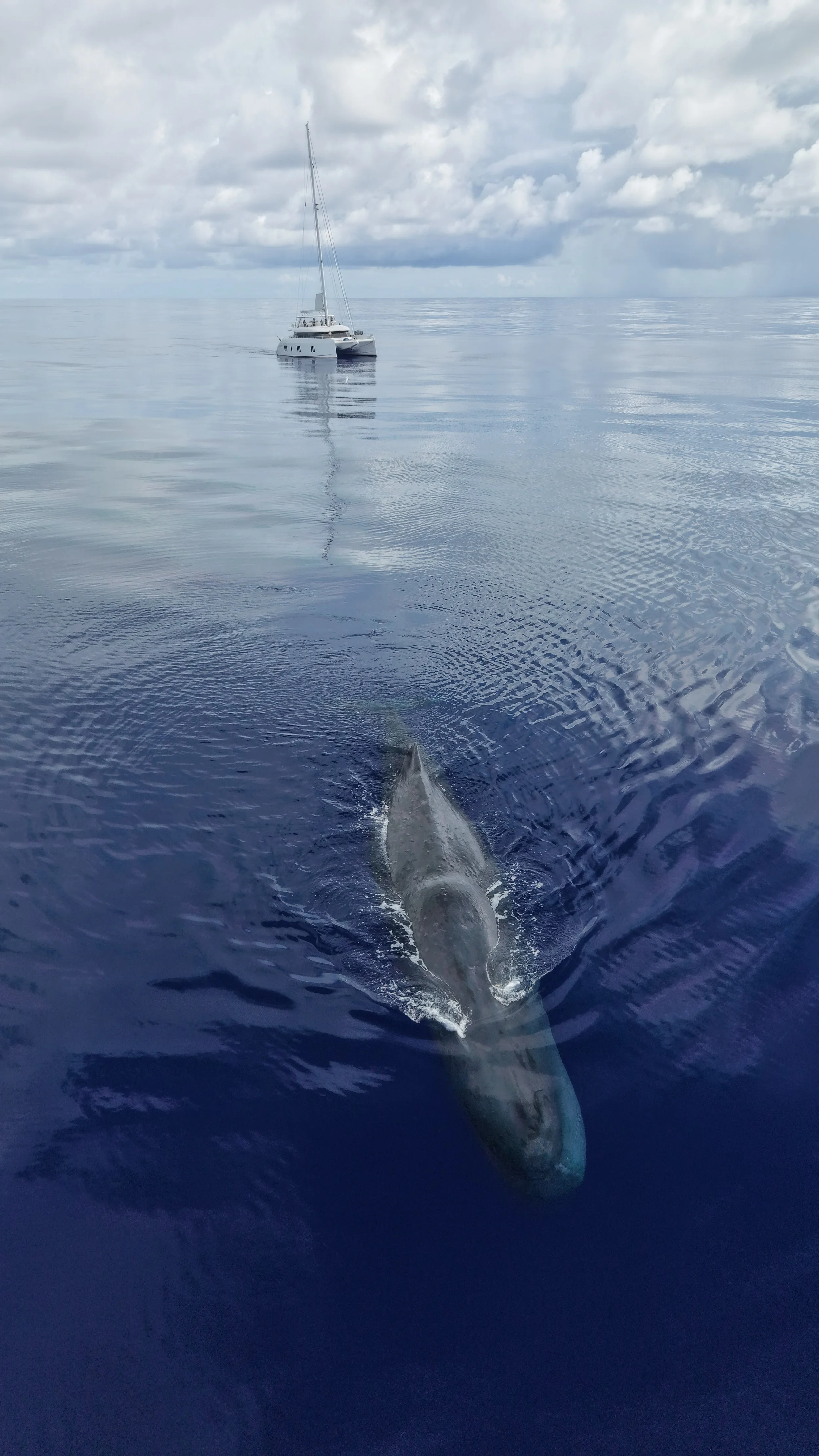 A whale surfacing near a calm ocean with a boat in the distance and a cloudy sky.