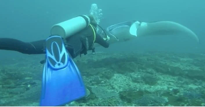 A scuba diver underwater in a wetsuit, equipped with a tank, fins, and a mask, swimming near a large white whale that is close to the ocean floor.