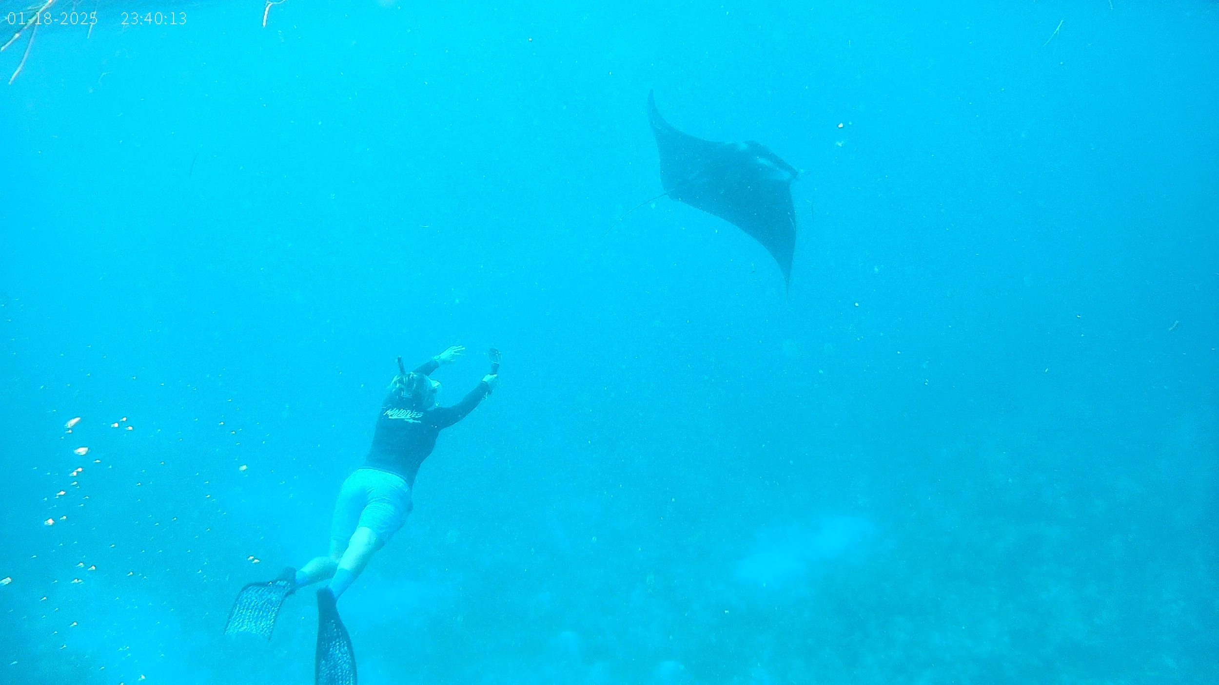 Person scuba diving underwater towards a manta ray in the ocean