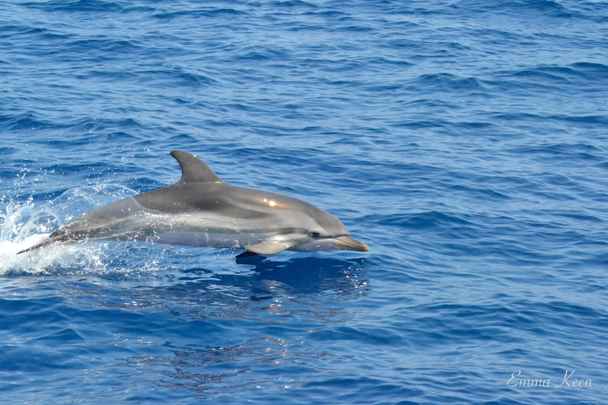 A dolphin swimming in the ocean with a splash of water around it.