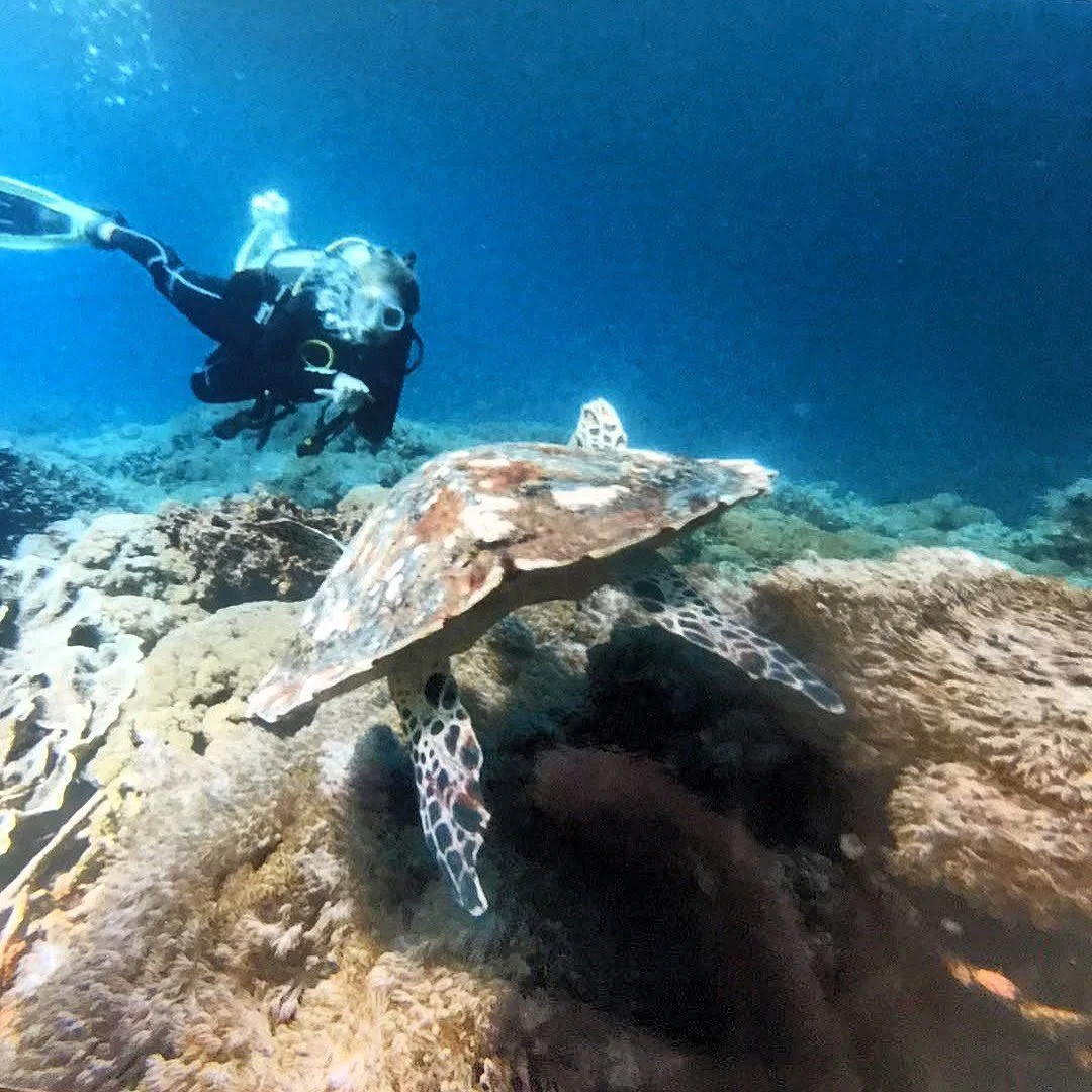 An underwater scene with a scuba diver swimming above a sea turtle on a coral reef.