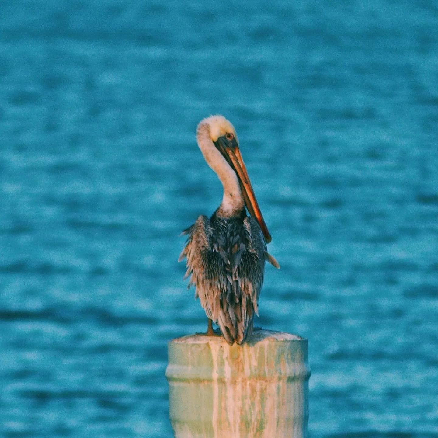 A pelican sitting on top of a wooden post in a body of water.