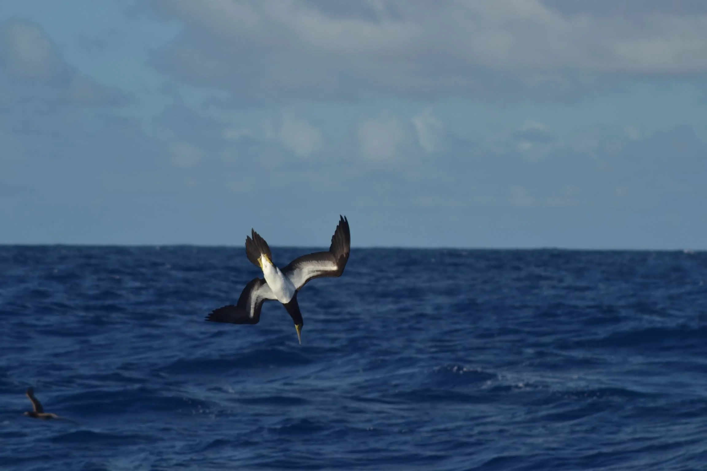 A bird flying above the ocean with a cloudy sky in the background.
