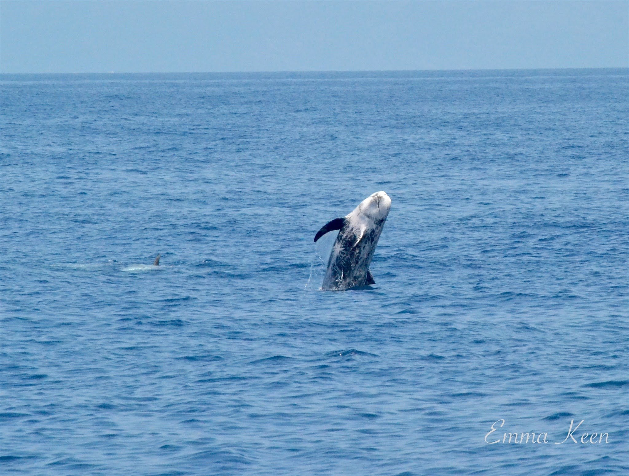 A dolphin breaching the ocean surface with its head and part of its body visible against a clear blue sky.