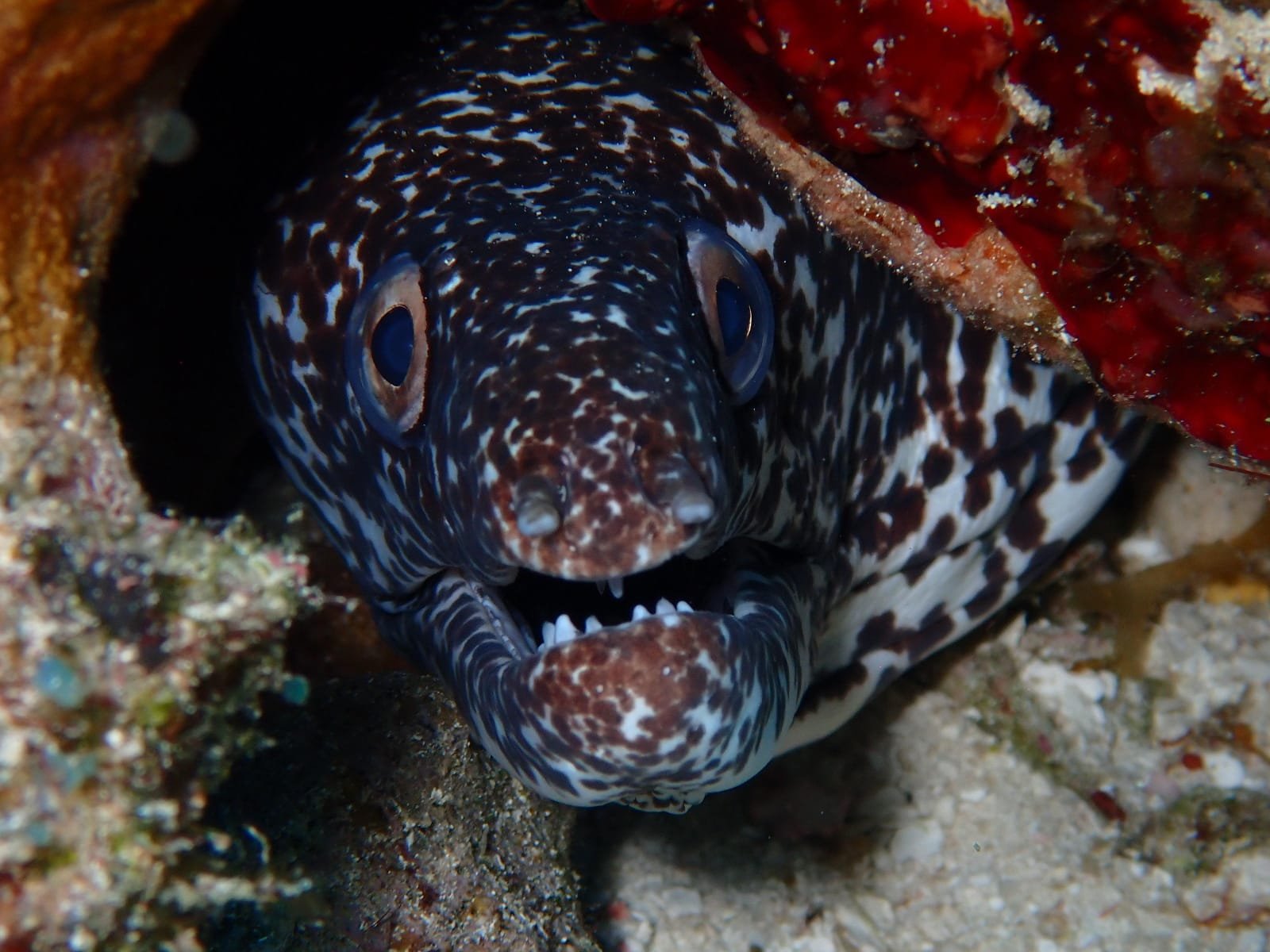Close-up of a spotted eel with a brown and white pattern, hiding among rocks and coral in an underwater environment.