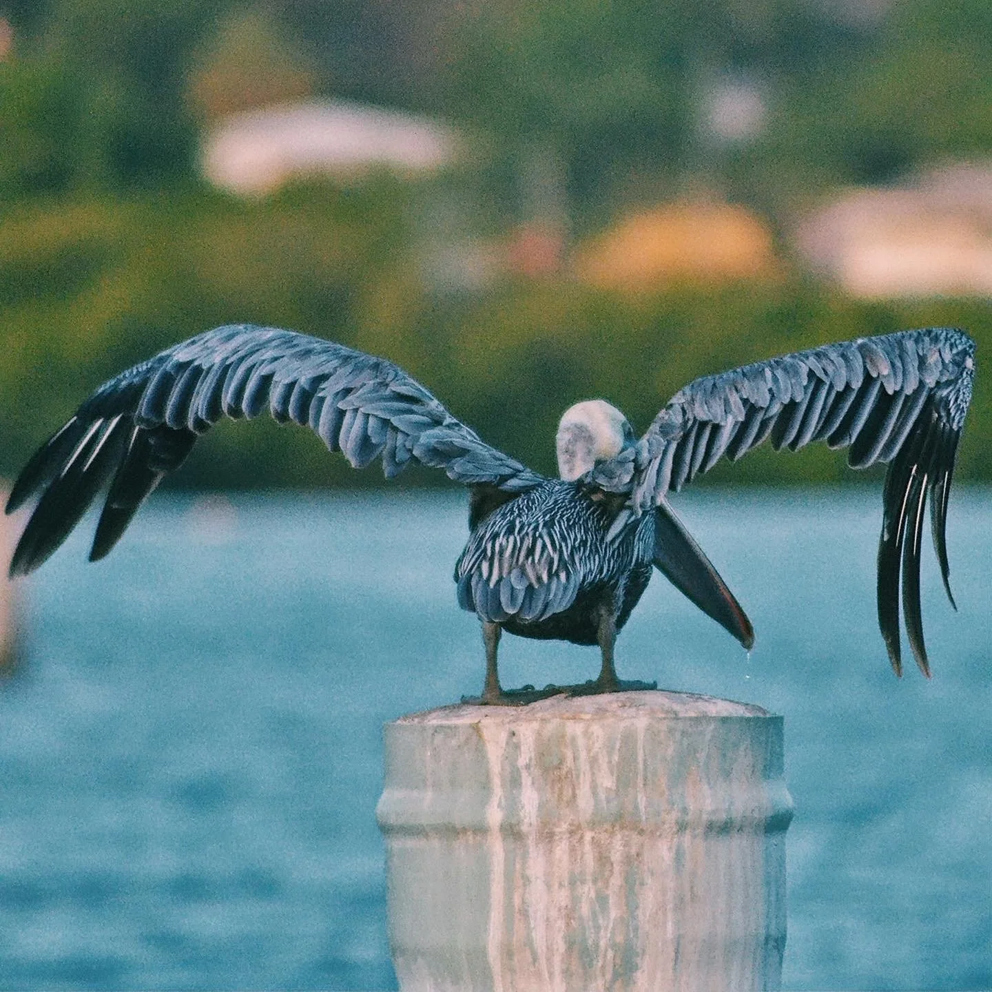 A bird with spread wings, perched on top of a cylindrical post near water, with a blurred natural background.