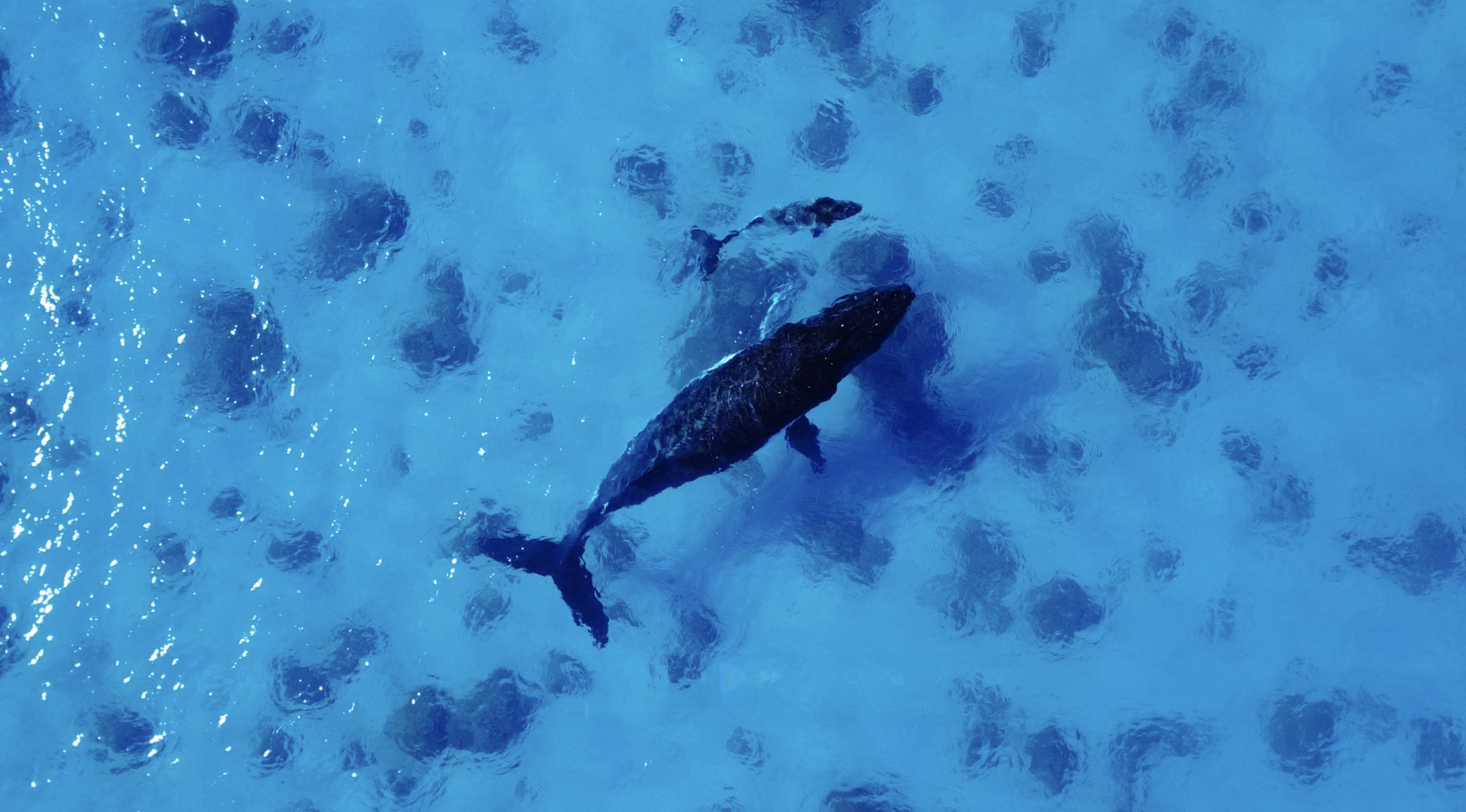 A whale swimming in the blue ocean with many small bubbles around.