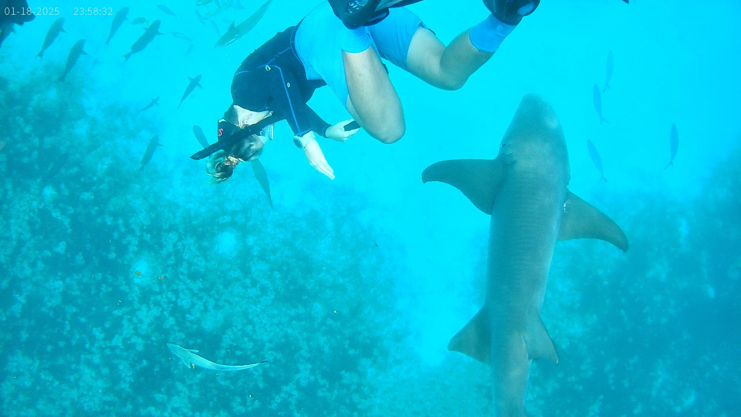 A person swimming underwater near sharks and fish, wearing snorkeling gear, with a coral reef in the background.