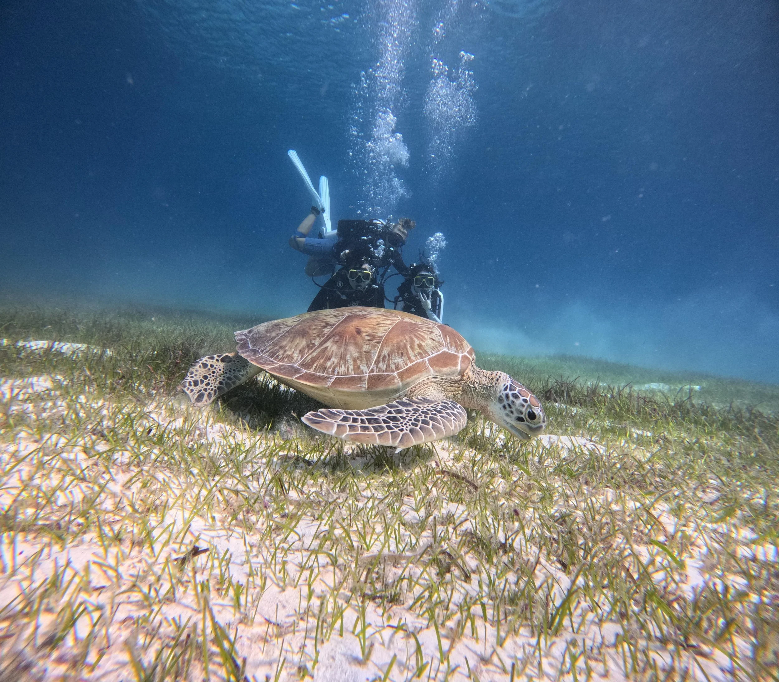 Underwater scene with a sea turtle swimming over seagrass, two scuba divers observing in the background.