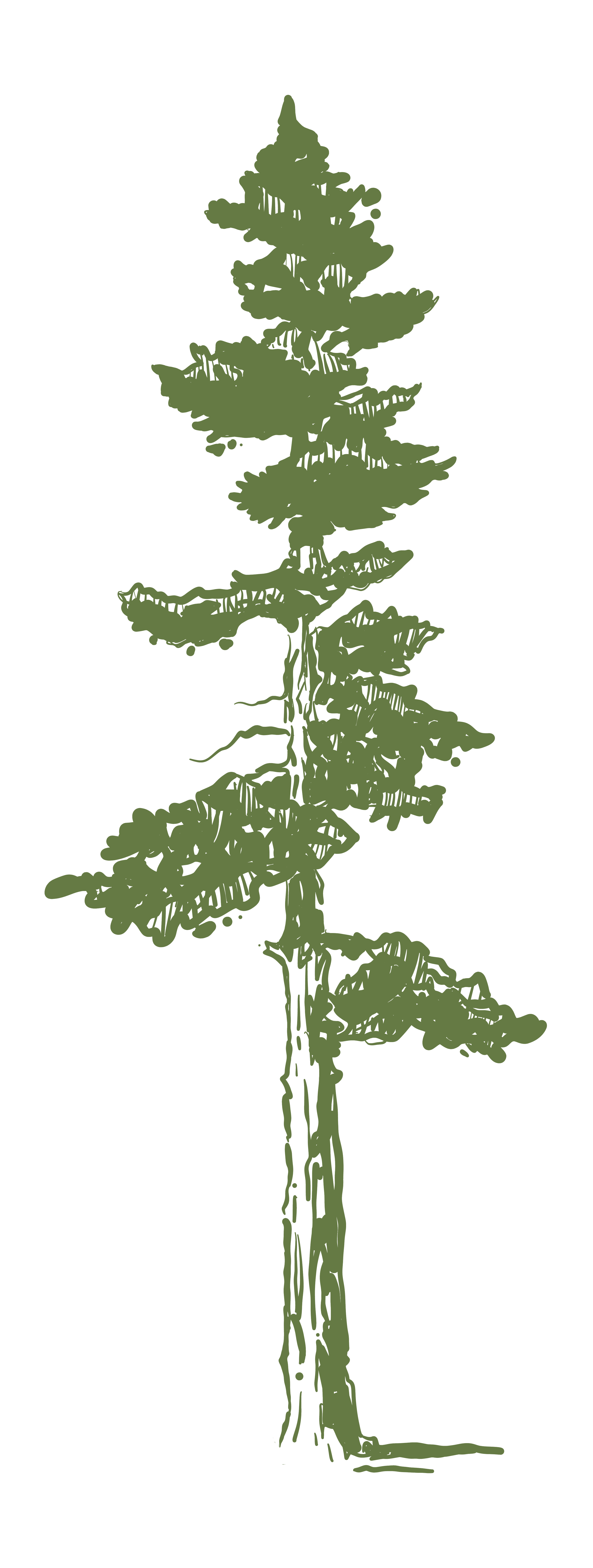 Illustration of a tall evergreen tree with sparse branches and foliage. Created by Janna Kolbuc.