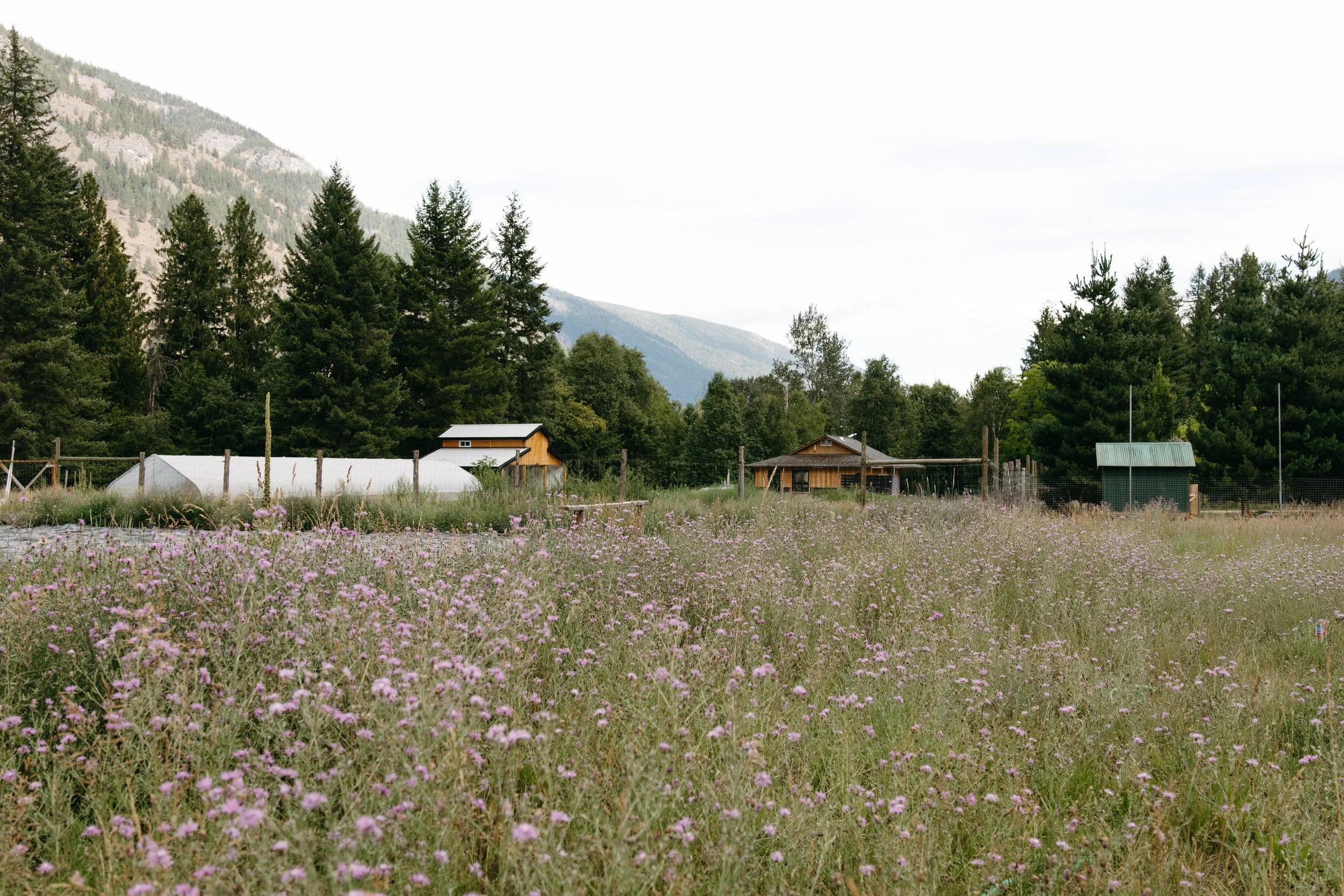 A rural farm landscape with a field of pink wildflowers in the foreground, wooden farm buildings, greenhouses, and trees, with mountains in the background.