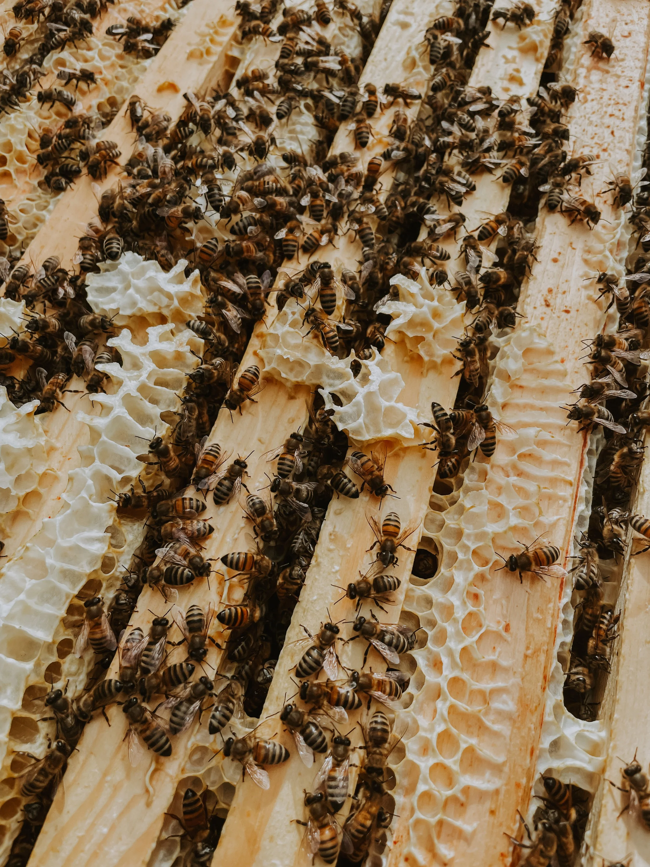 Close-up of honeybees on honeycomb frames with honeycomb structures.