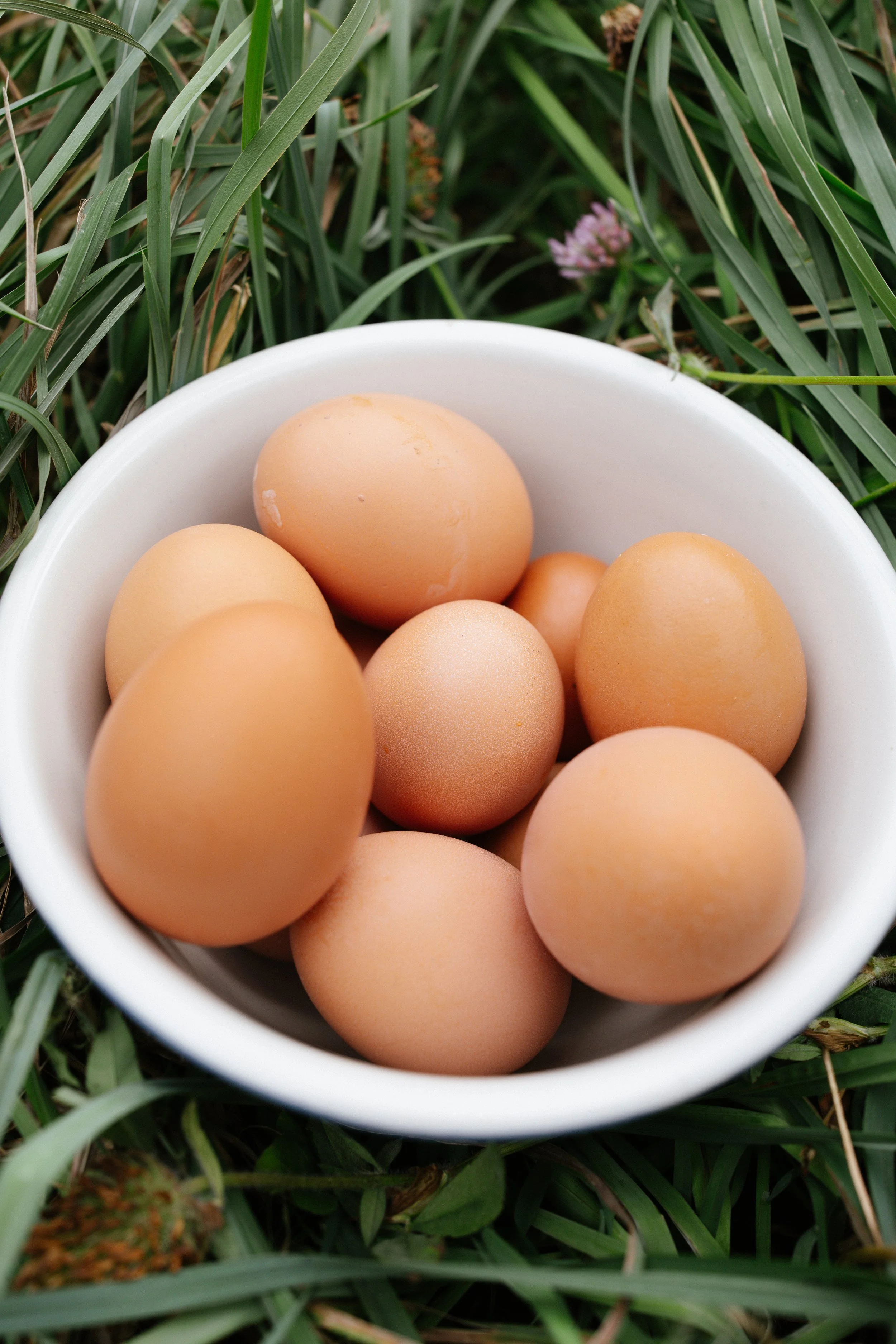 Eggs2.jpg