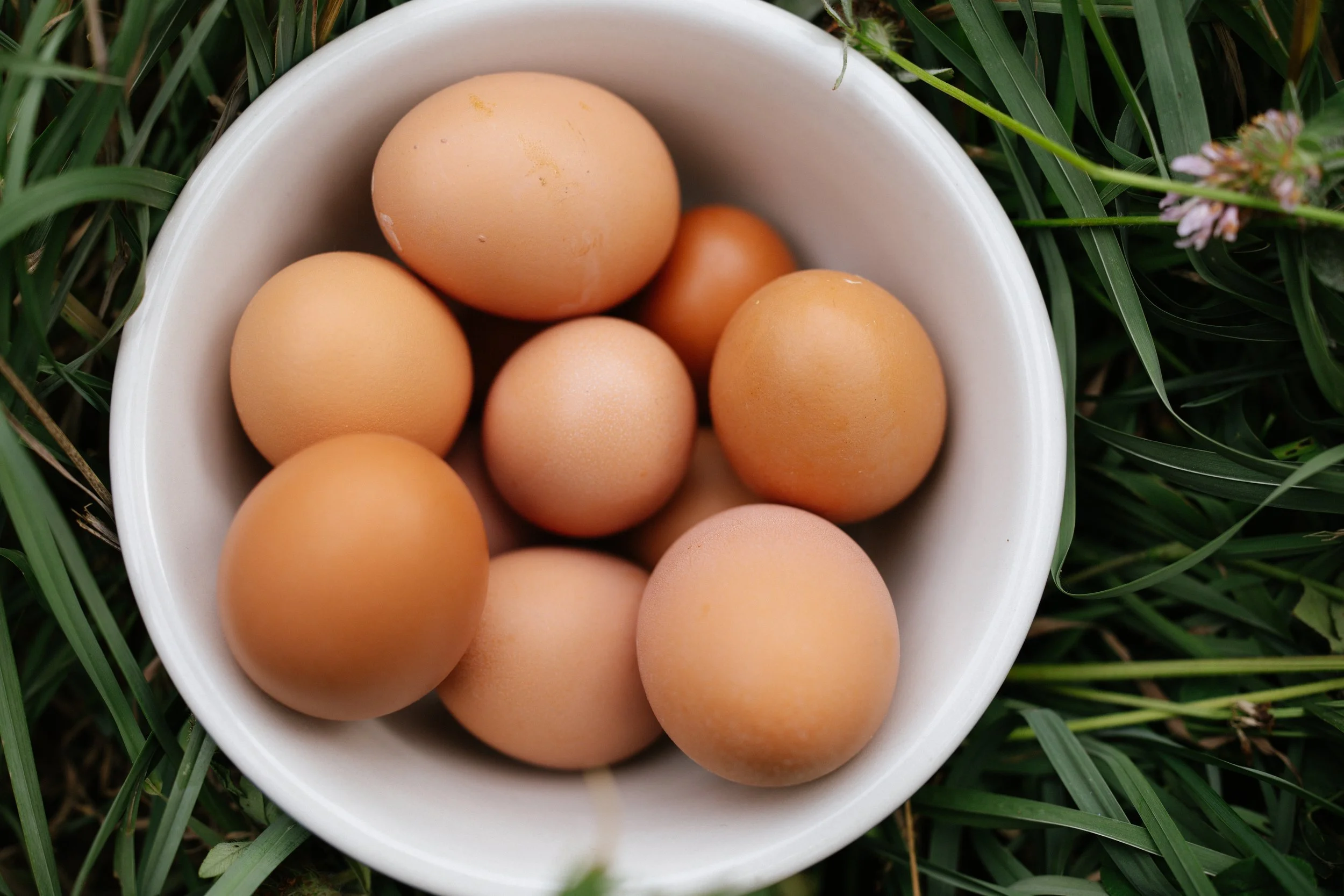 Eggs1.jpg