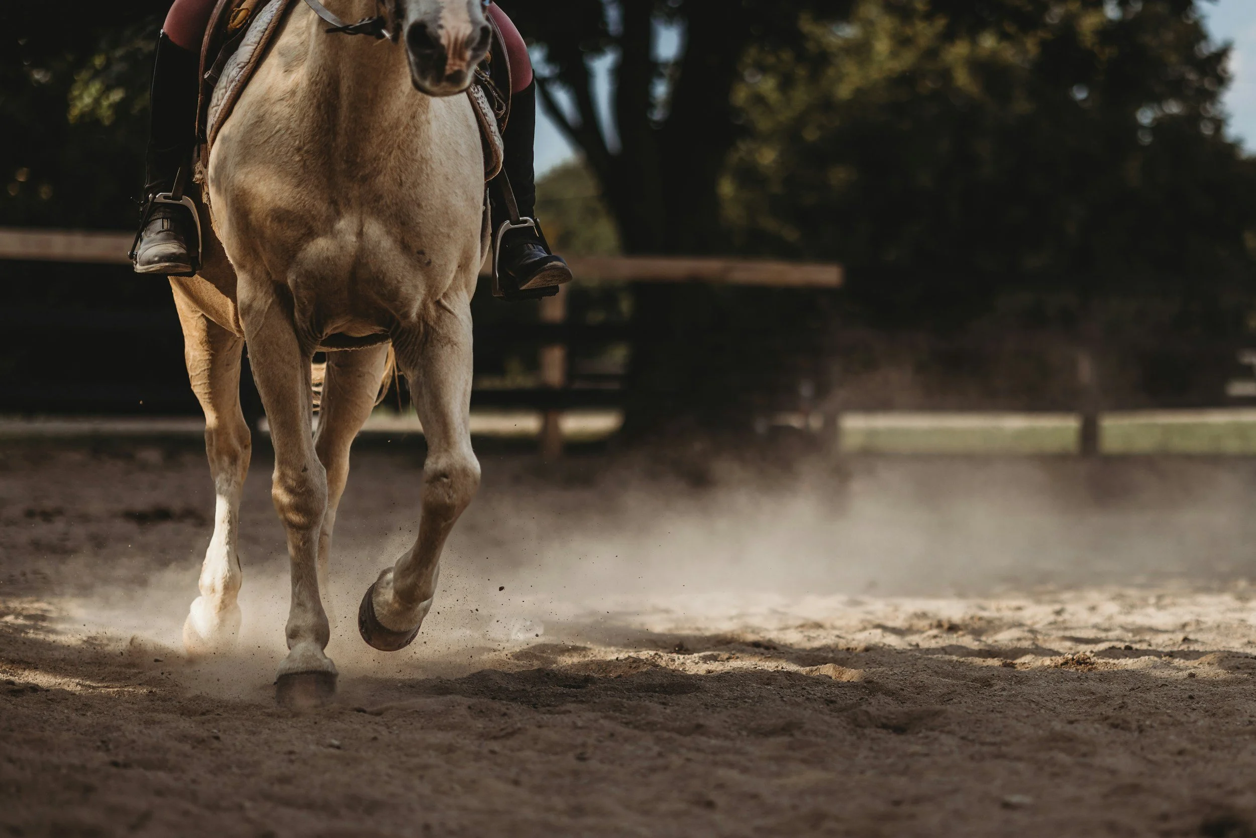 A person riding a horse on a dirt arena, with dust being kicked up by the horse's hooves. The background features a wooden fence and trees.
