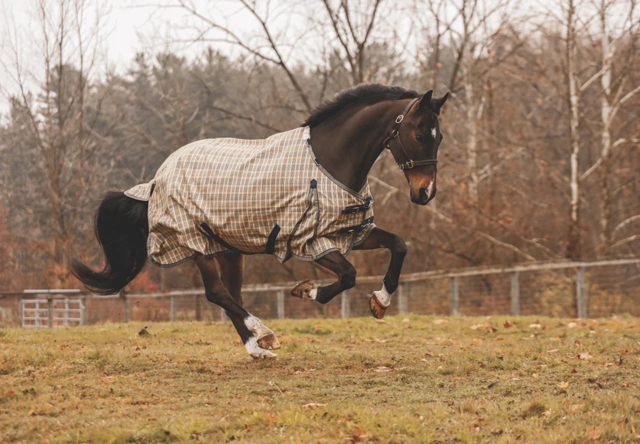 A horse running in a field wearing a plaid blanket.