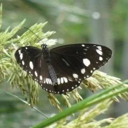 max_2000_butterfly (1).jpg