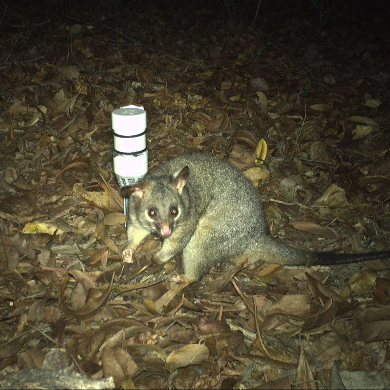 Spotlighting for Families