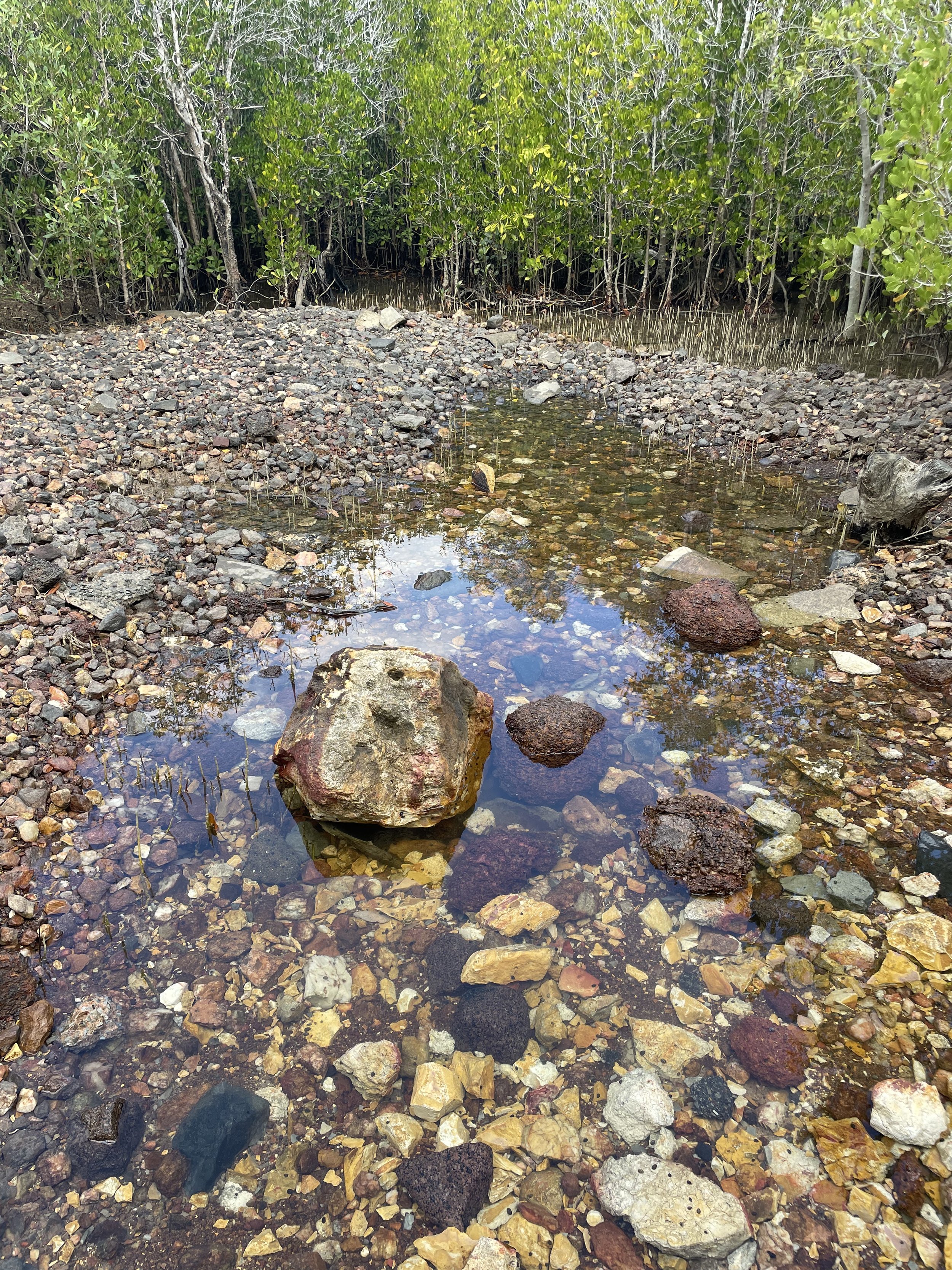 For 8-12 years: Creatures of the creek - A Larrakia perspective at Ludmilla Creek