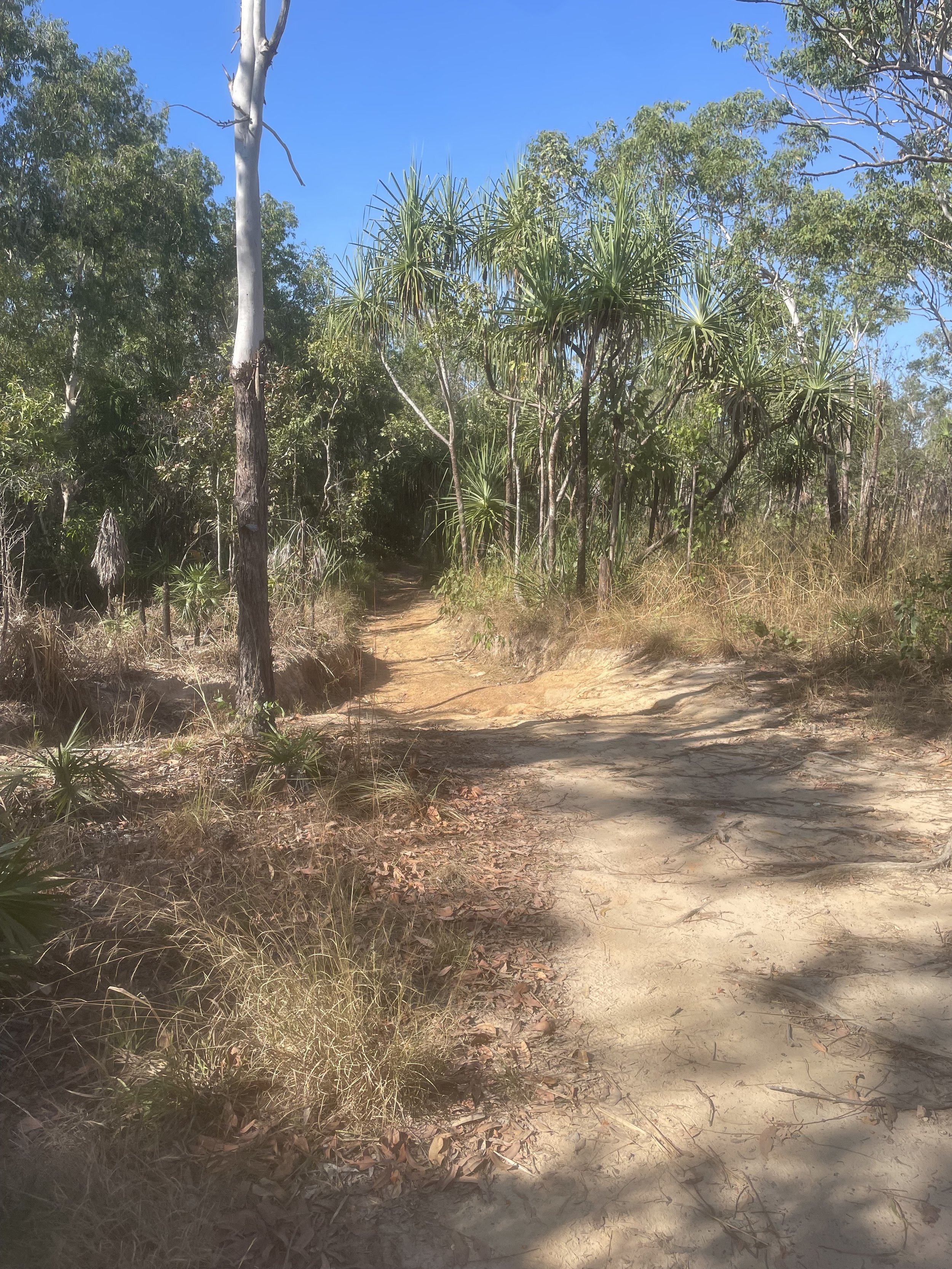 For 8-12 years: Creatures of the creek - A Larrakia perspective at Mitchell Creek