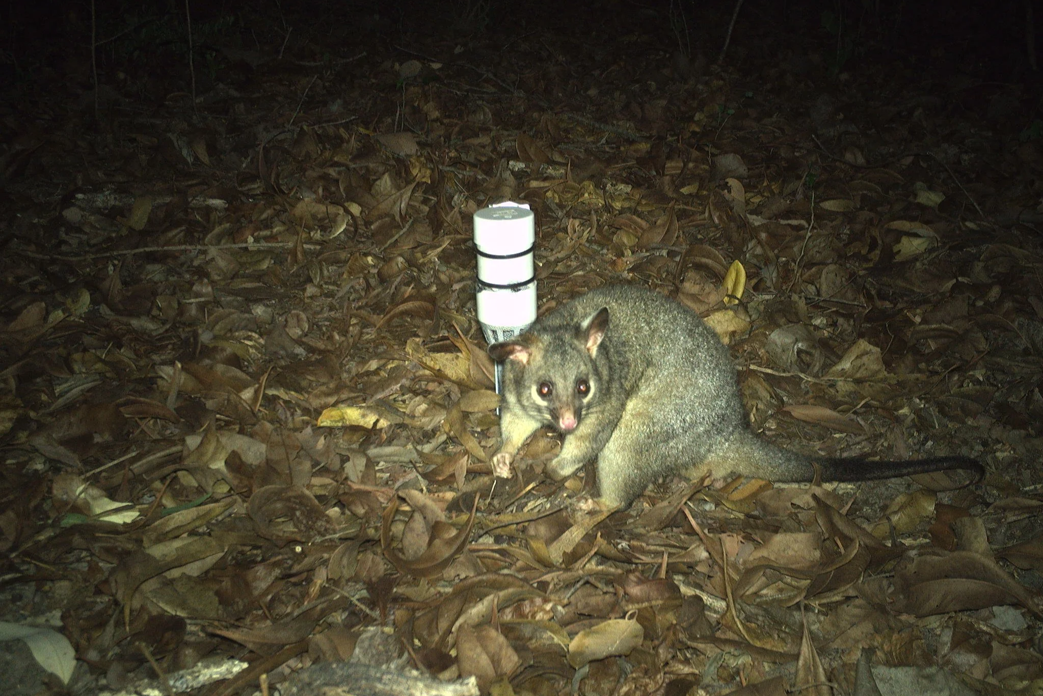 Tools for Monitoring Wildlife Workshop