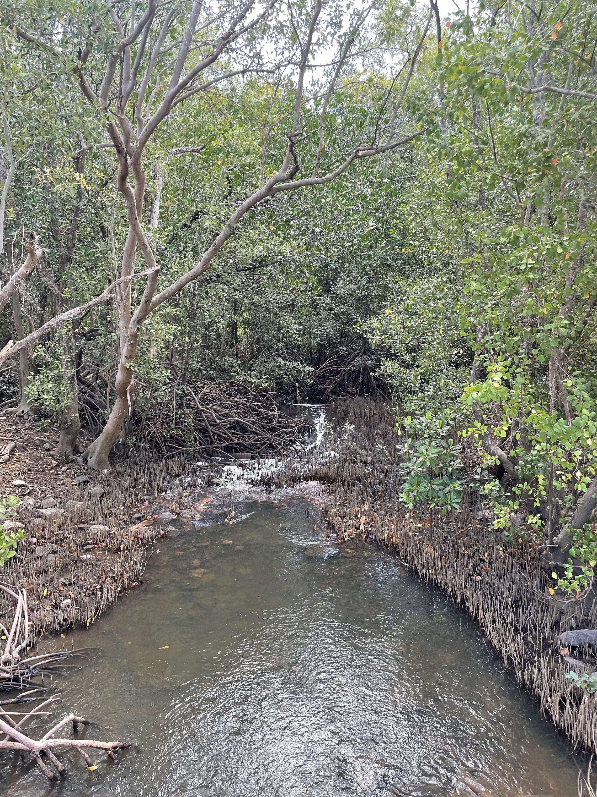 Community Dinner by Ludmilla Creek