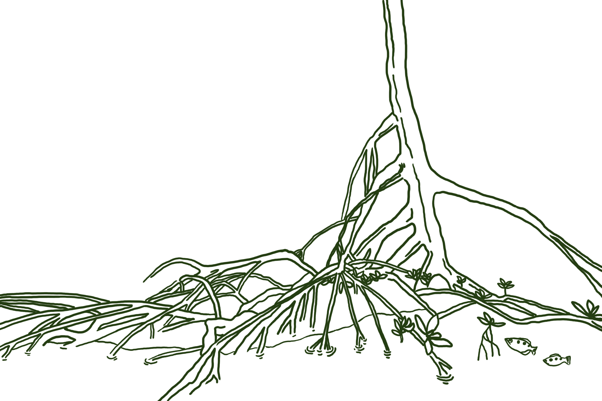 Drawn to the Creek - Mangrove Walk and Pen and Ink Nature Journaling