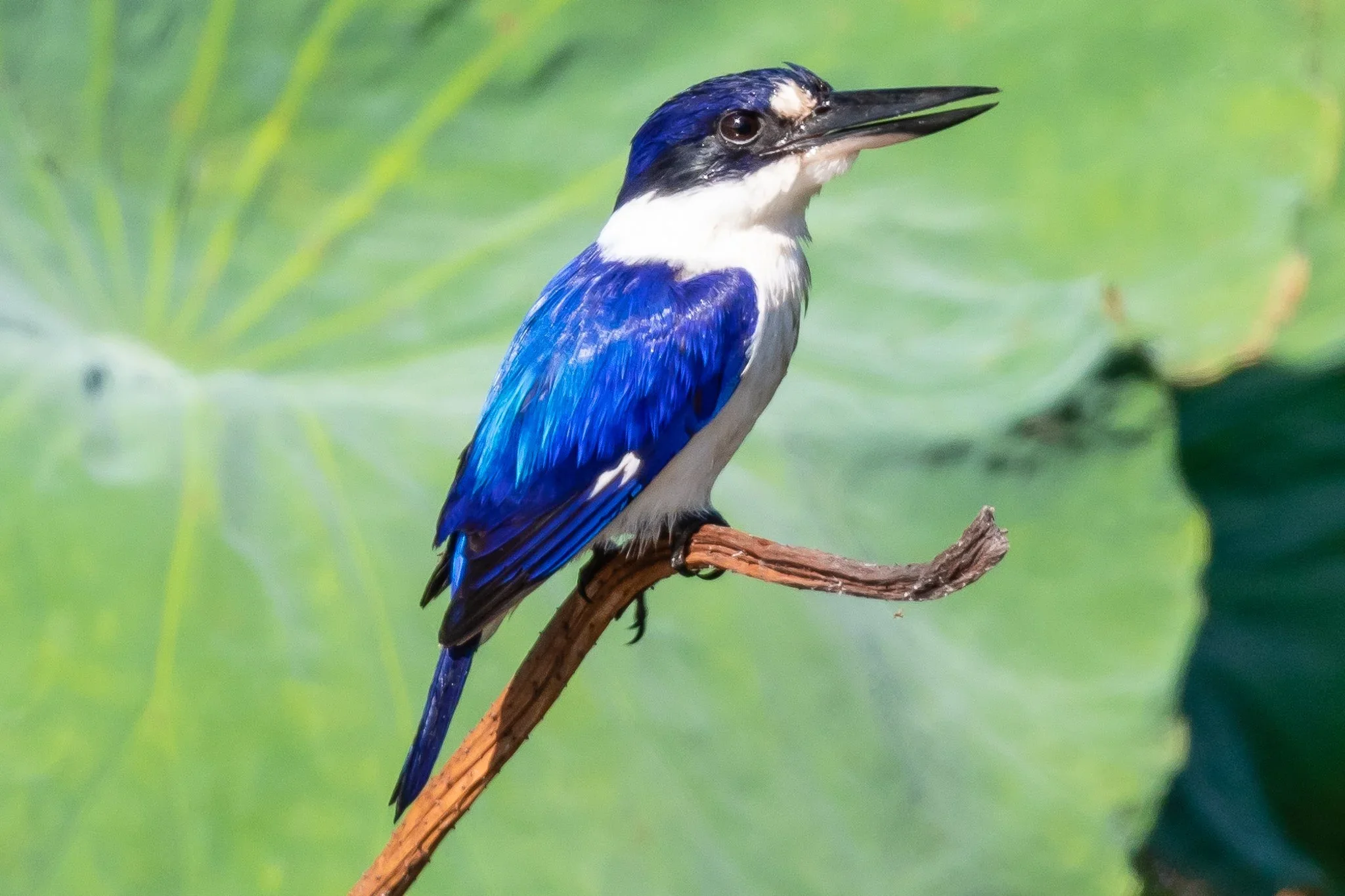 Accessible Bird Outing