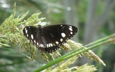 Birds and Butterflies - Ludmilla Creek