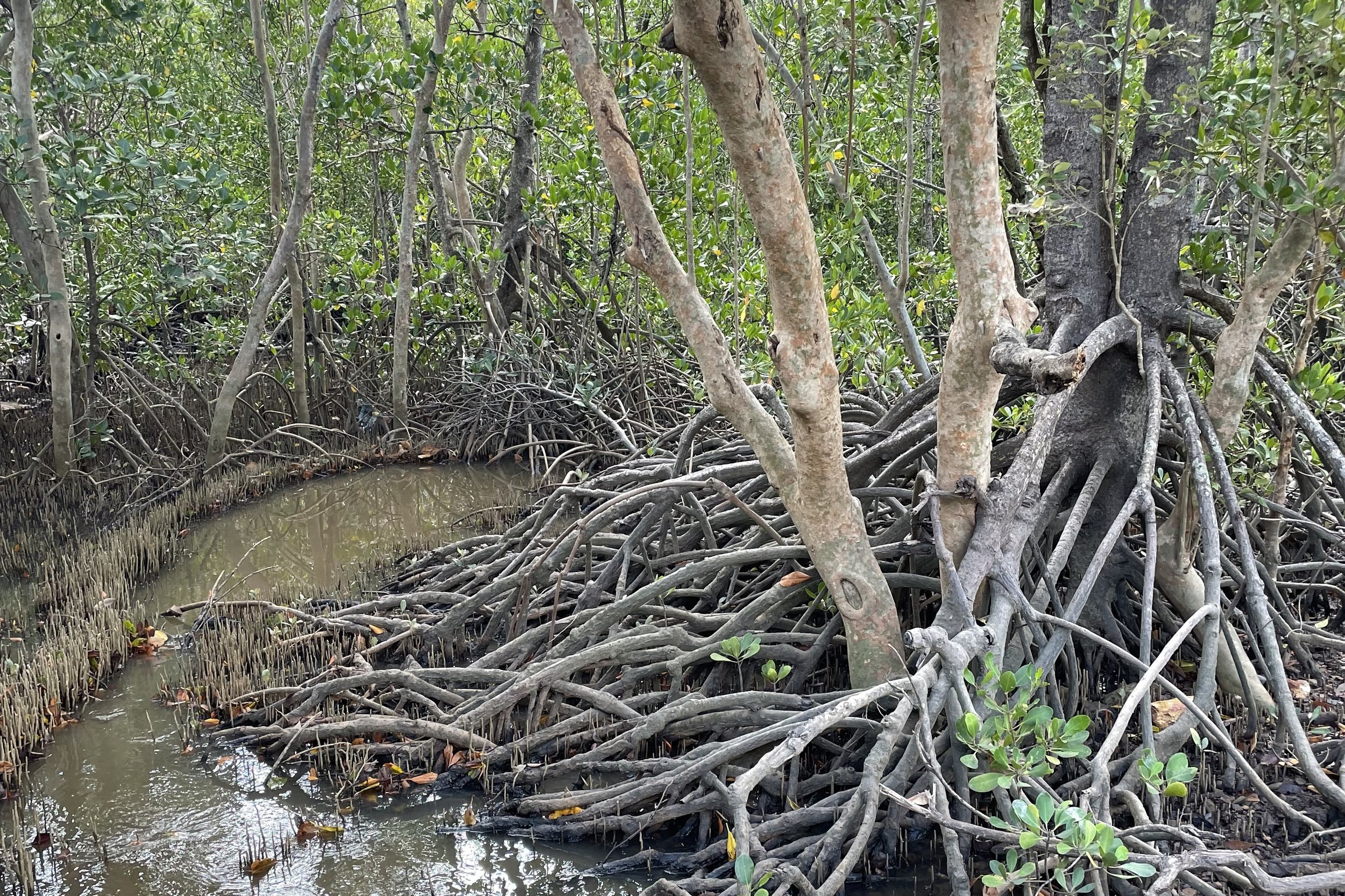Ludmilla BioBlitz Vegetation Registration