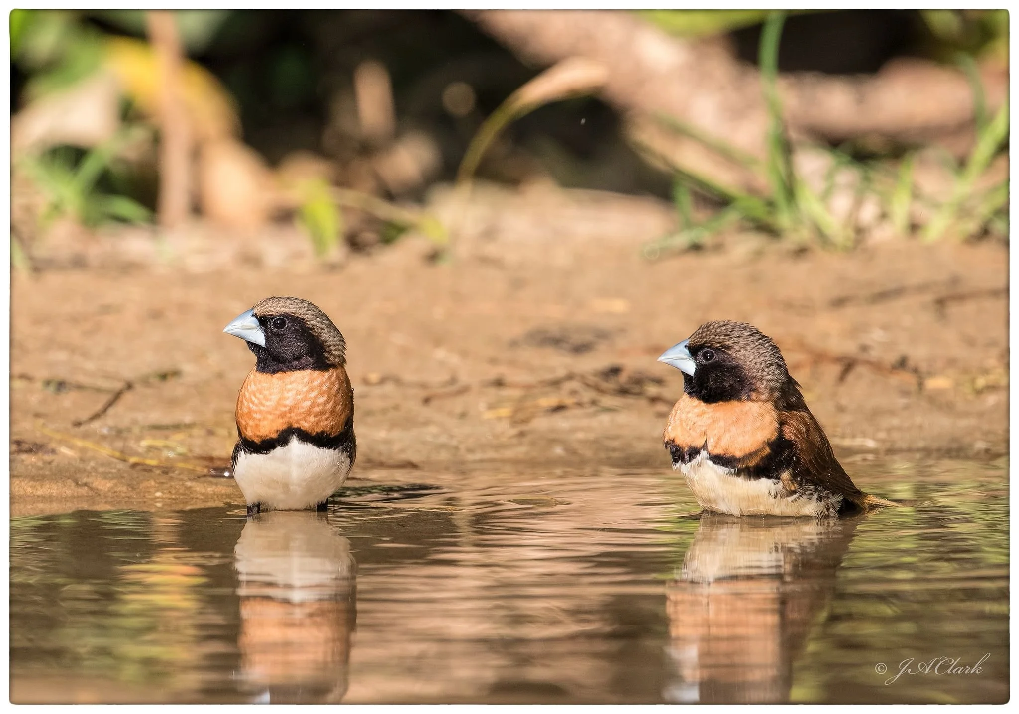 chestnut mannikin birds at casuarina coastal reserve.jpg