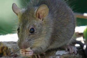 Ludmilla BioBlitz Small Mammals Registration