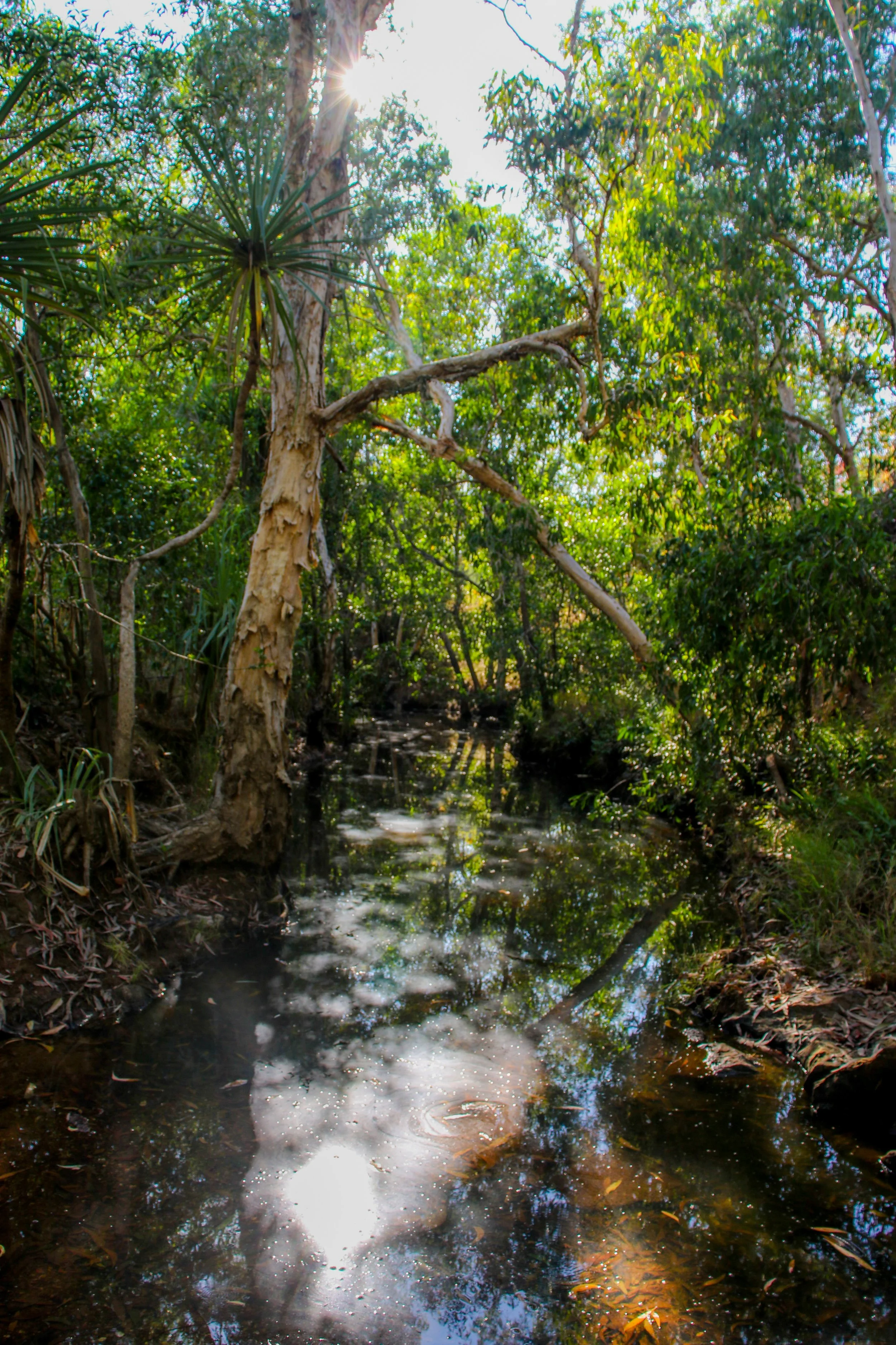 Mitchell Creek.jpg