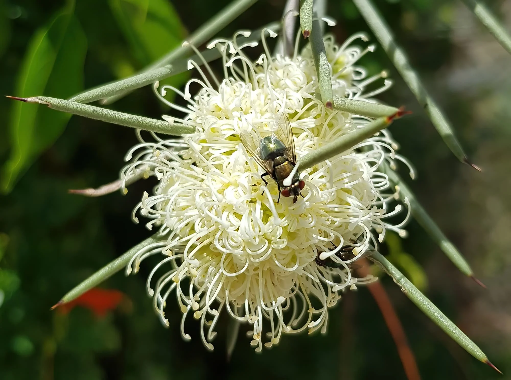 Insects Registration