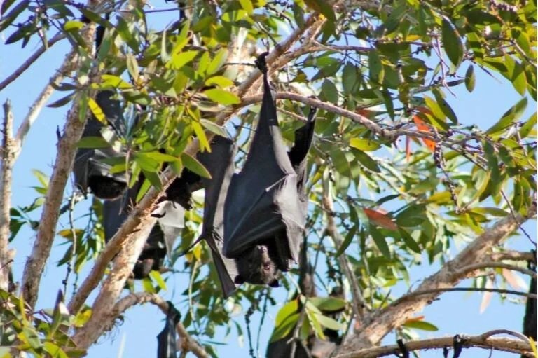 black-flying-fox-pteropus-alecto-20141114-1-tjeales-768x576.jpg
