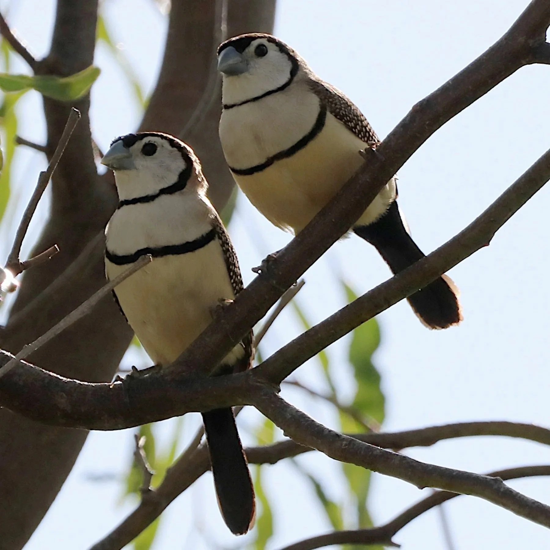 Birds - Saturday 11th April 2026 - 07:30-11:00