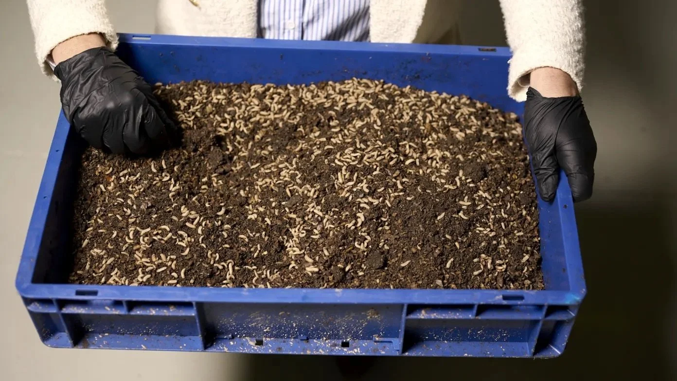 A box of hungry maggots like the ones used at the Hyatt at Darling Harbour.