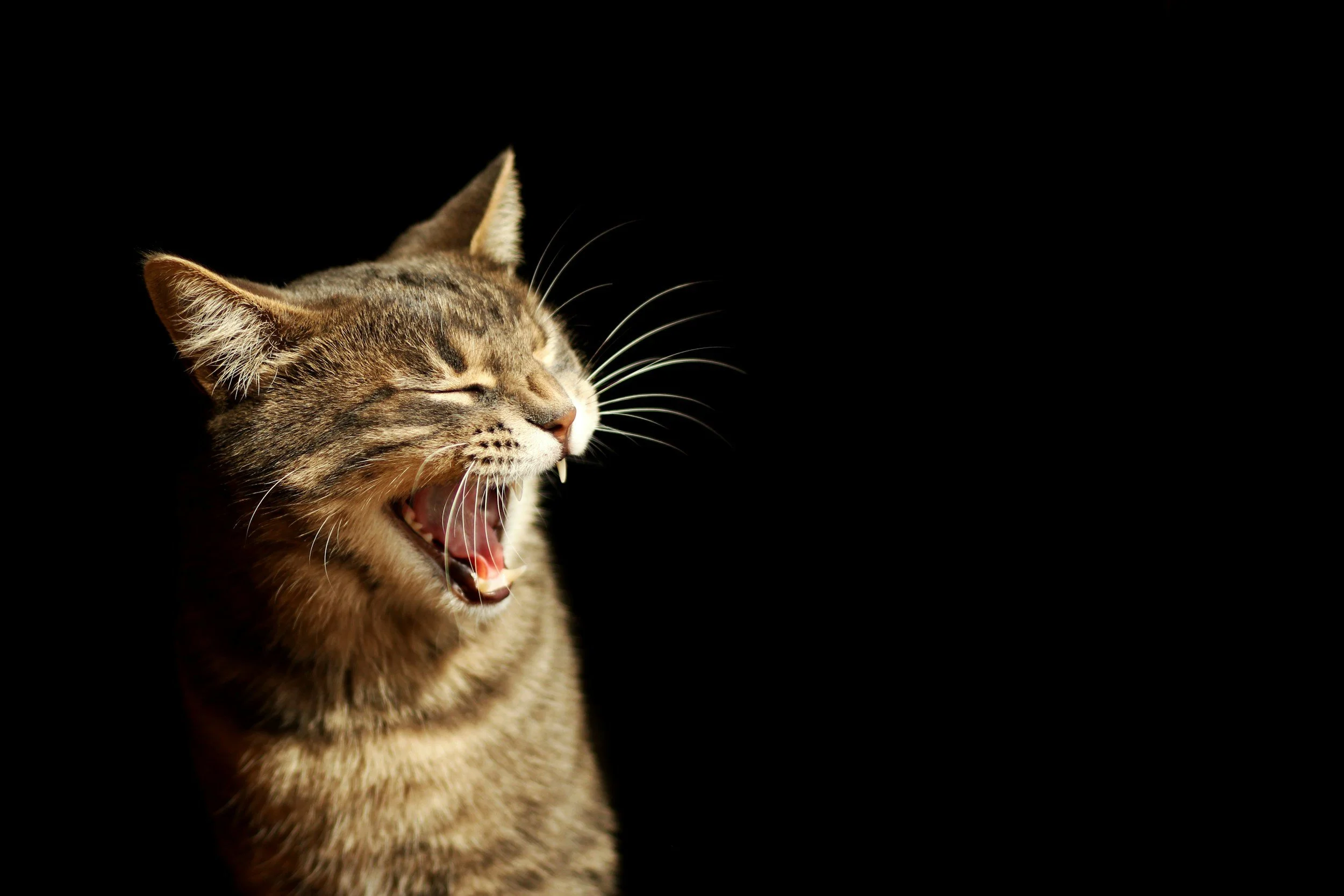 Quick Tips for Keeping Your Cat’s Teeth and Gums Healthy