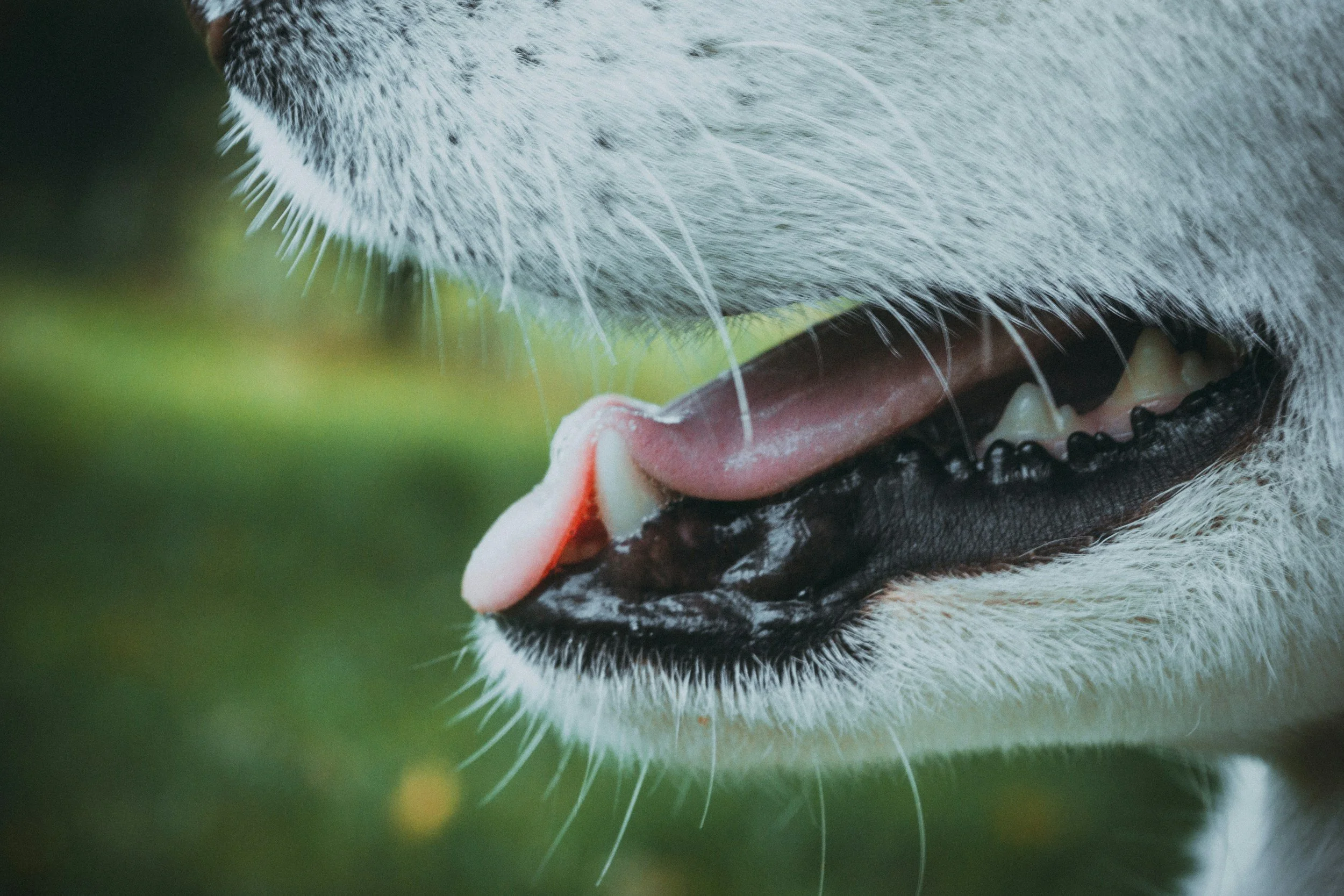 Common Warning Signs that Your Dog or Cat Has a Dental Problem