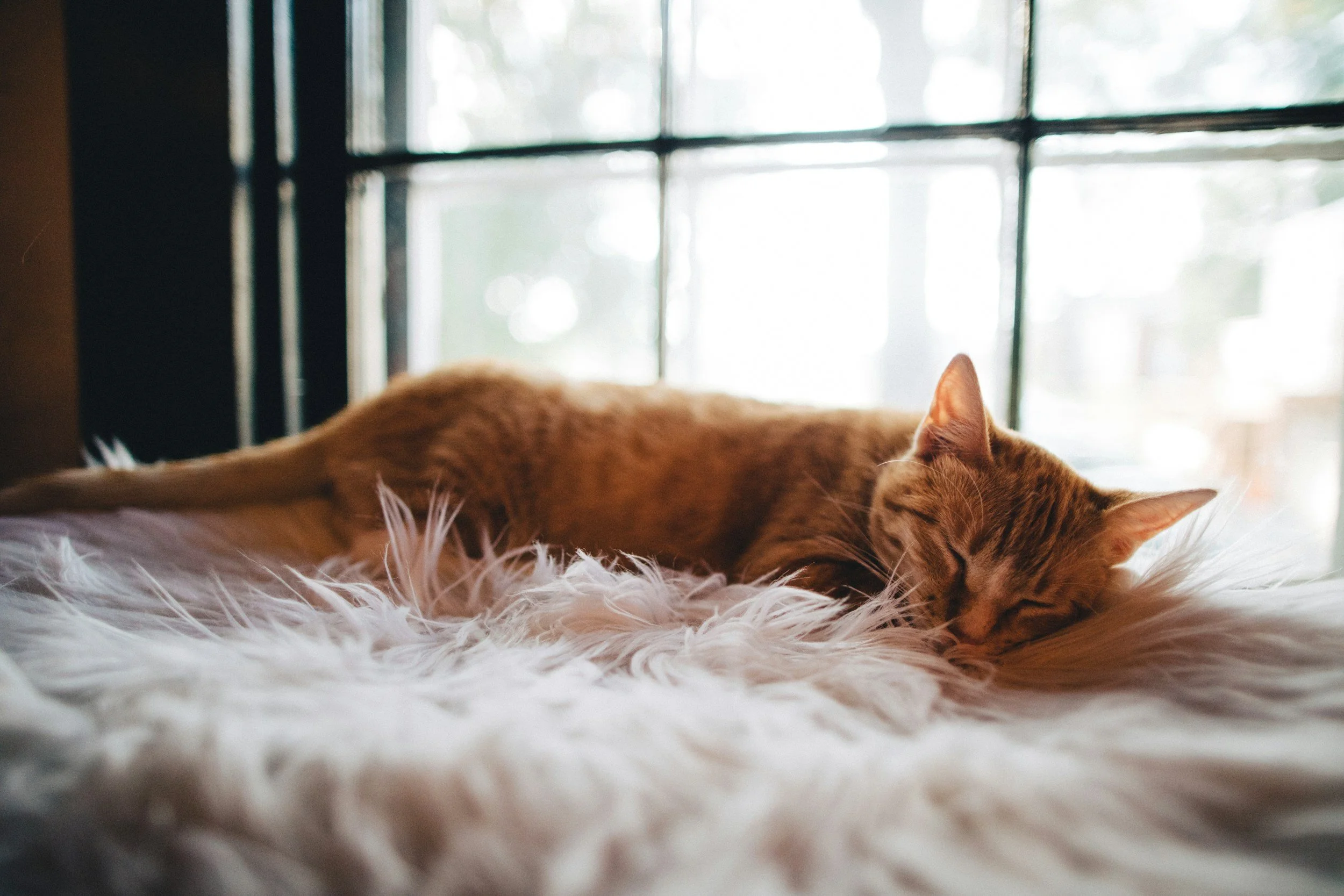 4 Important Things to Consider before Adopting a Cat