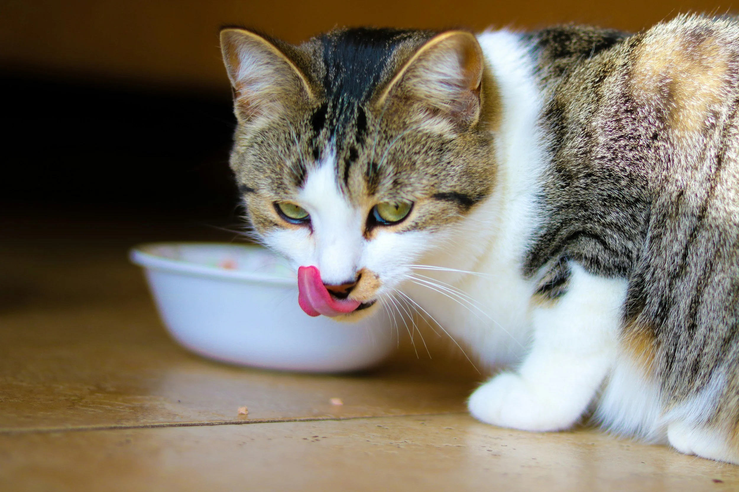 Helpful Tips for Improving Your Cat’s Diet