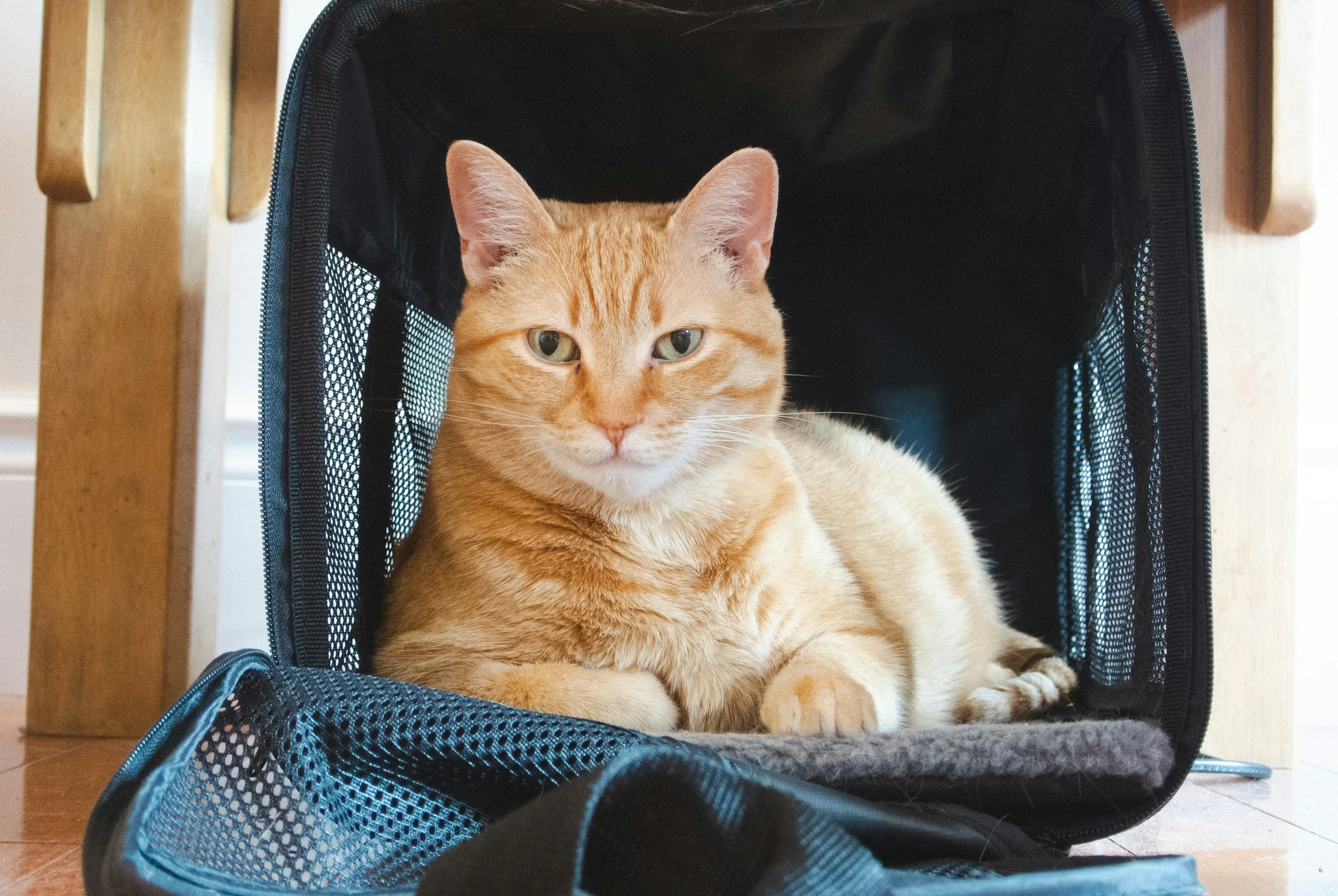 Why Cats Need the Vet Too: Vaccines, Checkups &amp; National Take Your Cat to the Vet Day