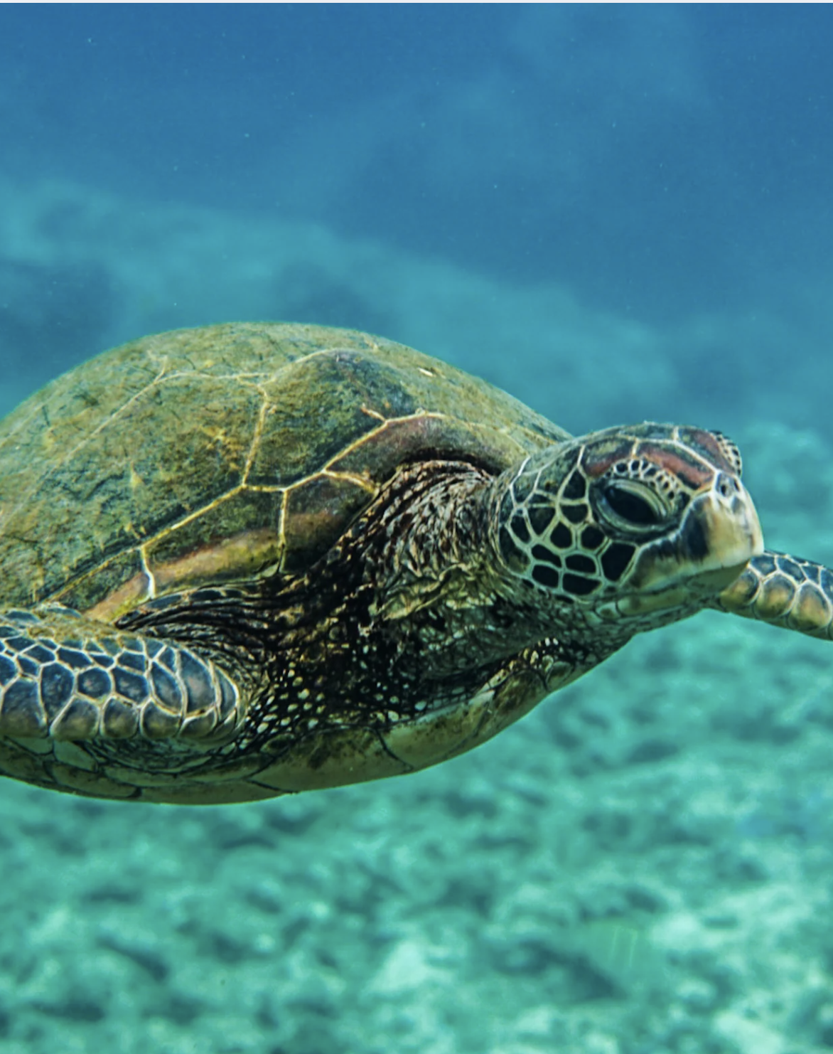 Art Fair - Cancelled