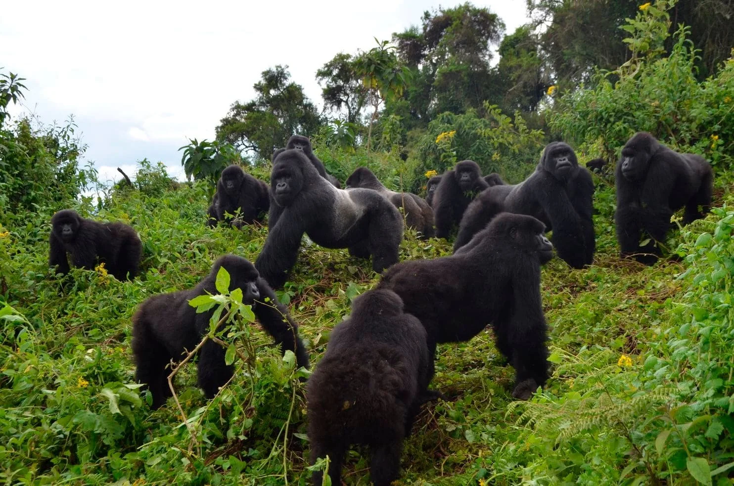 Family of mountain gorillas in the wild for a luxury safari and wildlife trekking expedition.